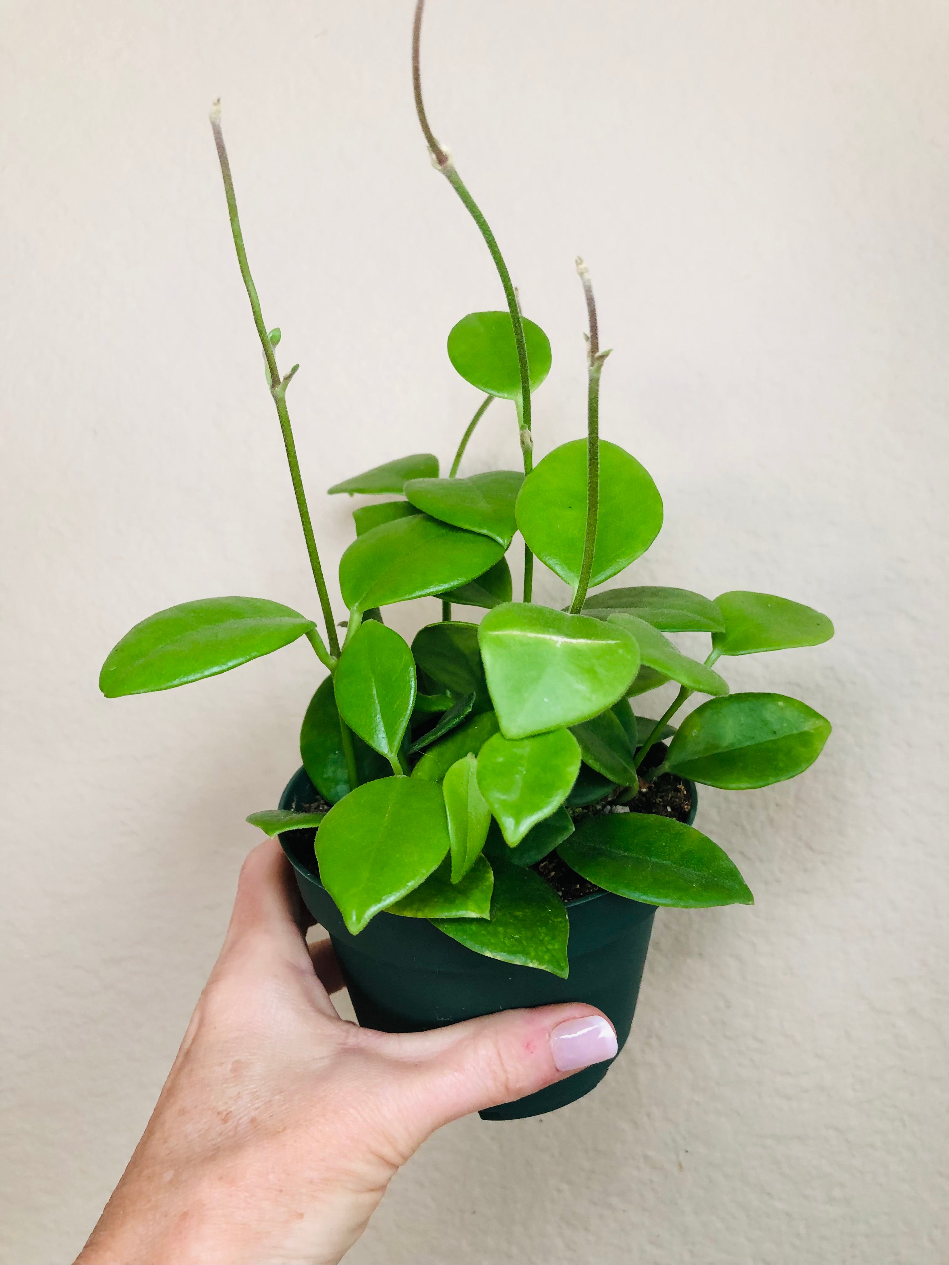 Hoya Australis 'Keysii'