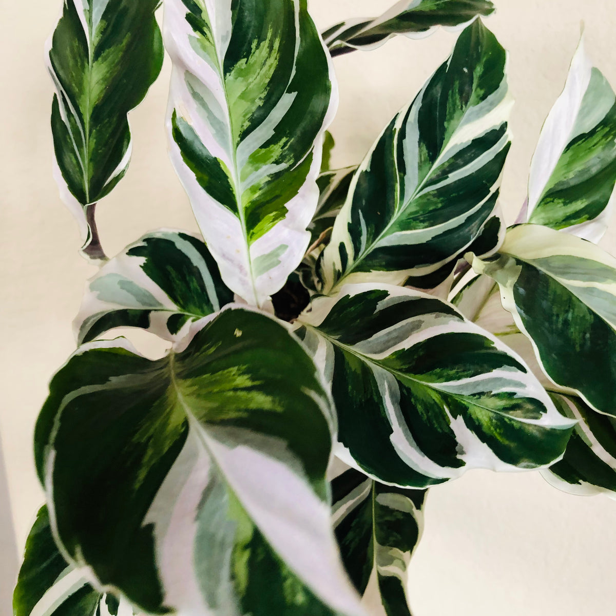 Calathea 'White Fusion'