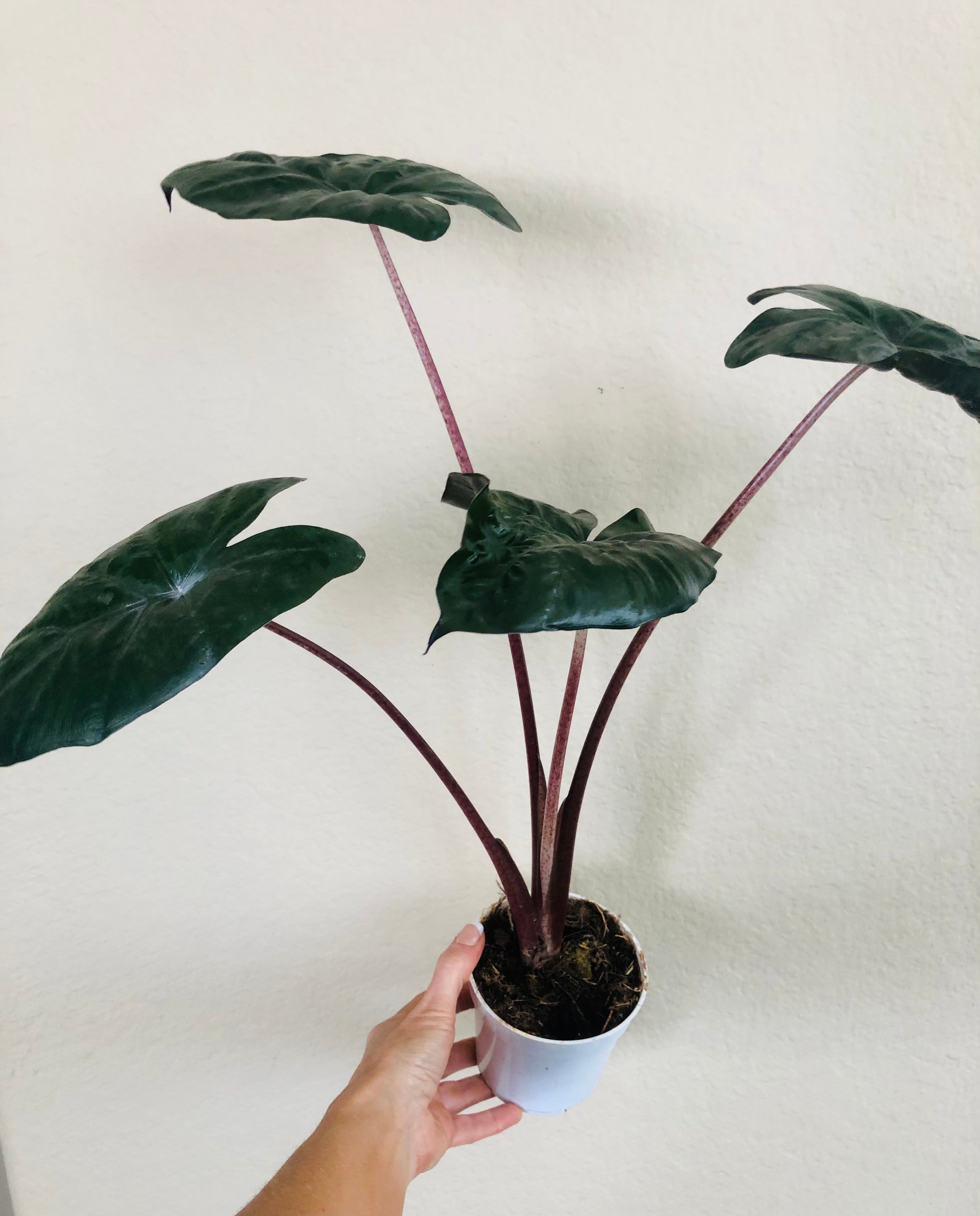 Alocasia 'Yucatan Princess'