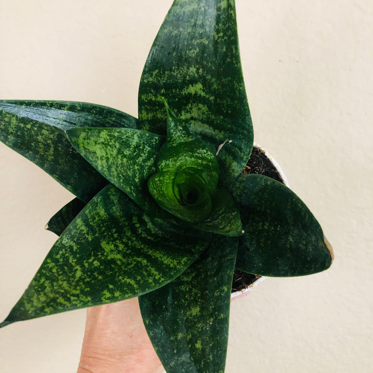 sansevieria hahnii forest star Sansevieria Hahnii 'Forest Star'