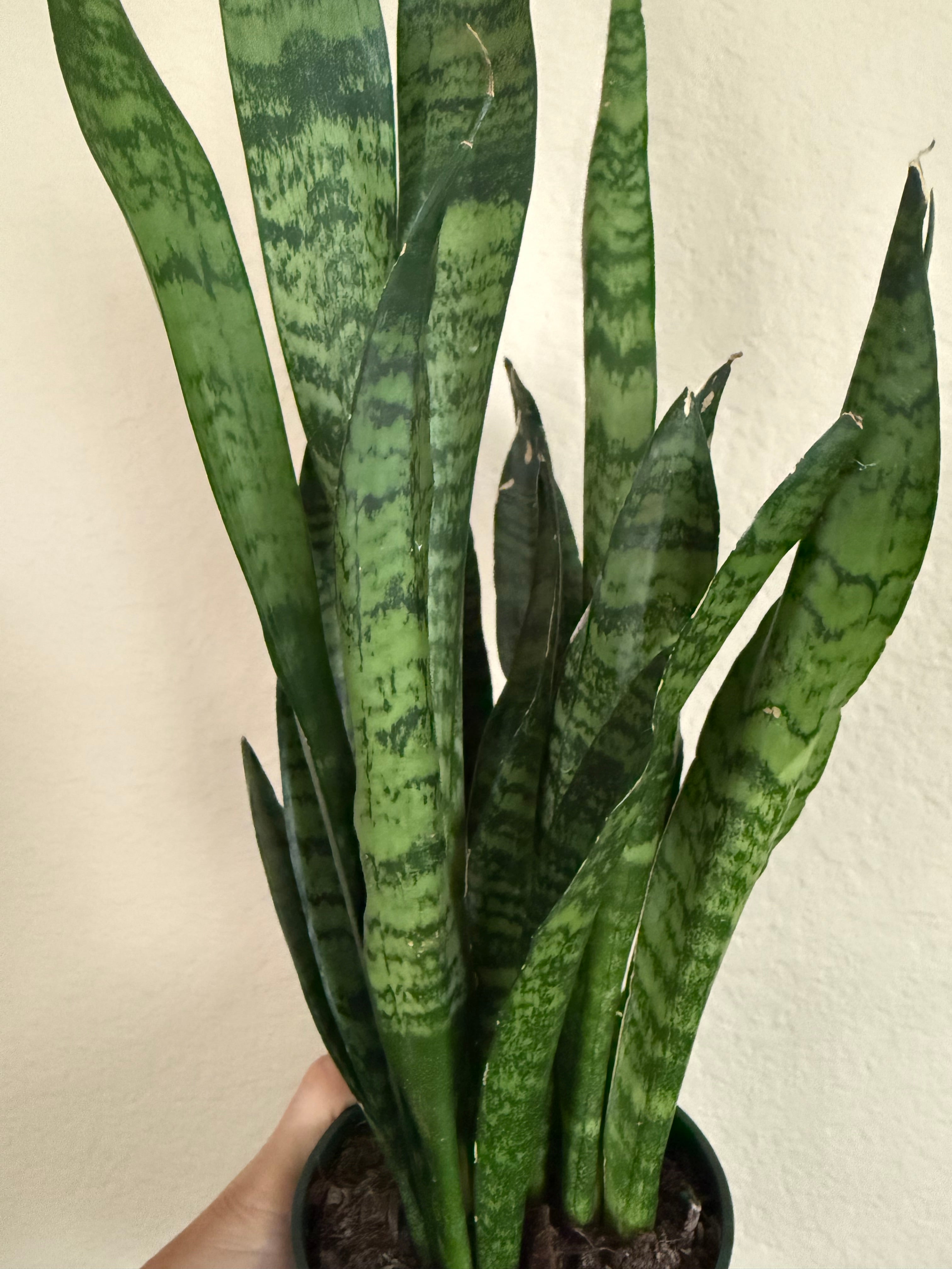 Sansevieria Trifasciata 'Zeylanica'