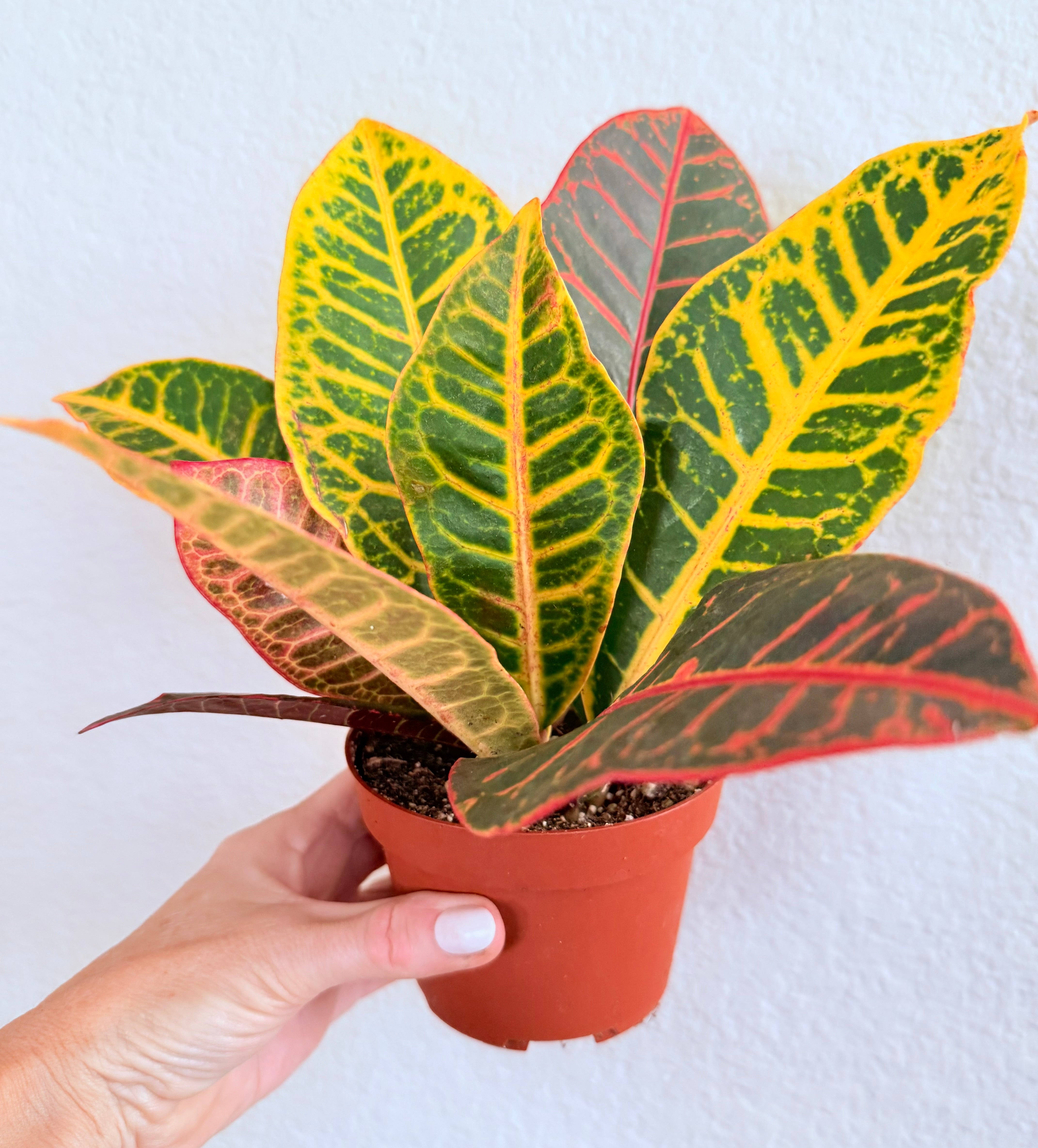 Croton Petra