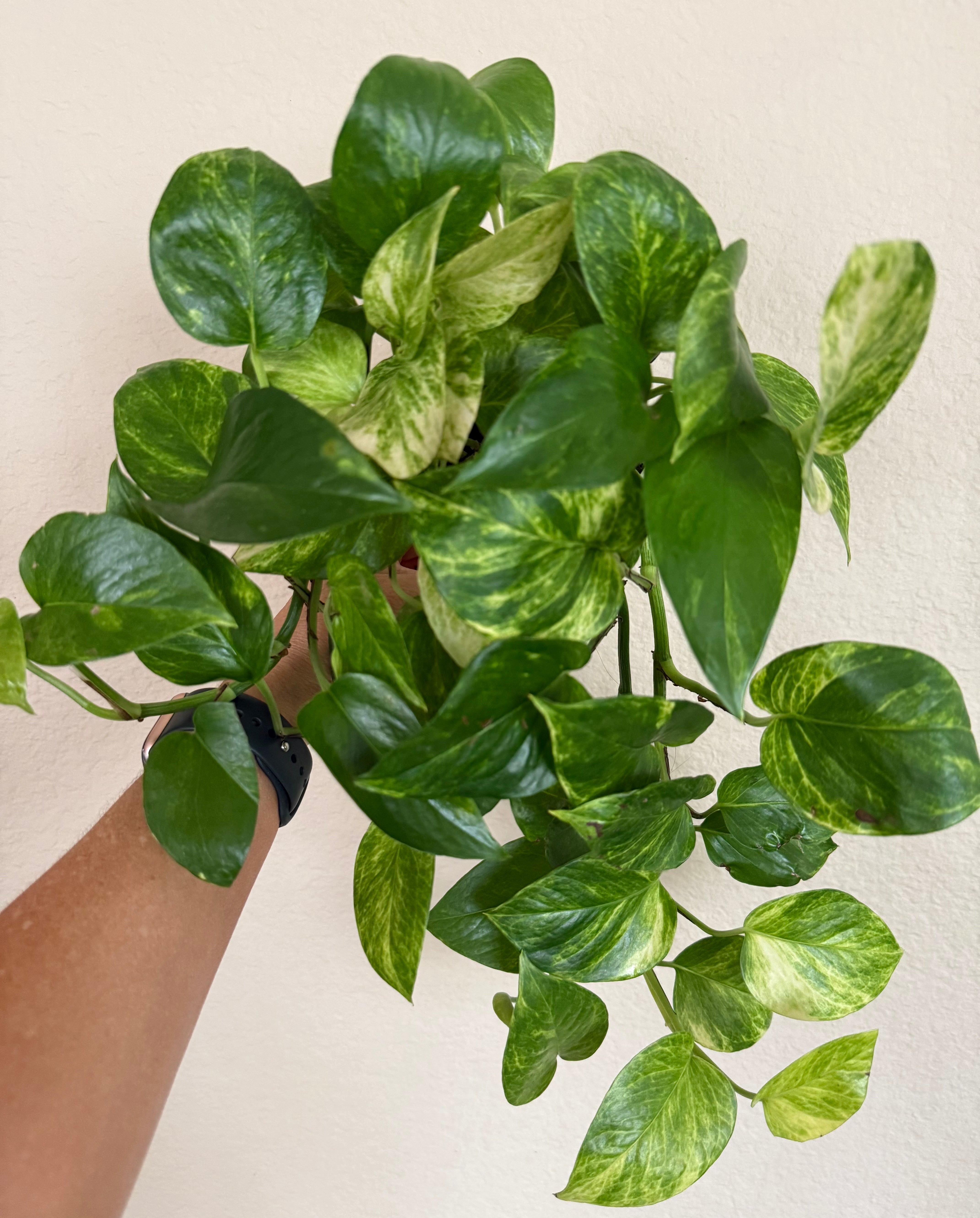 Neon Queen Pothos