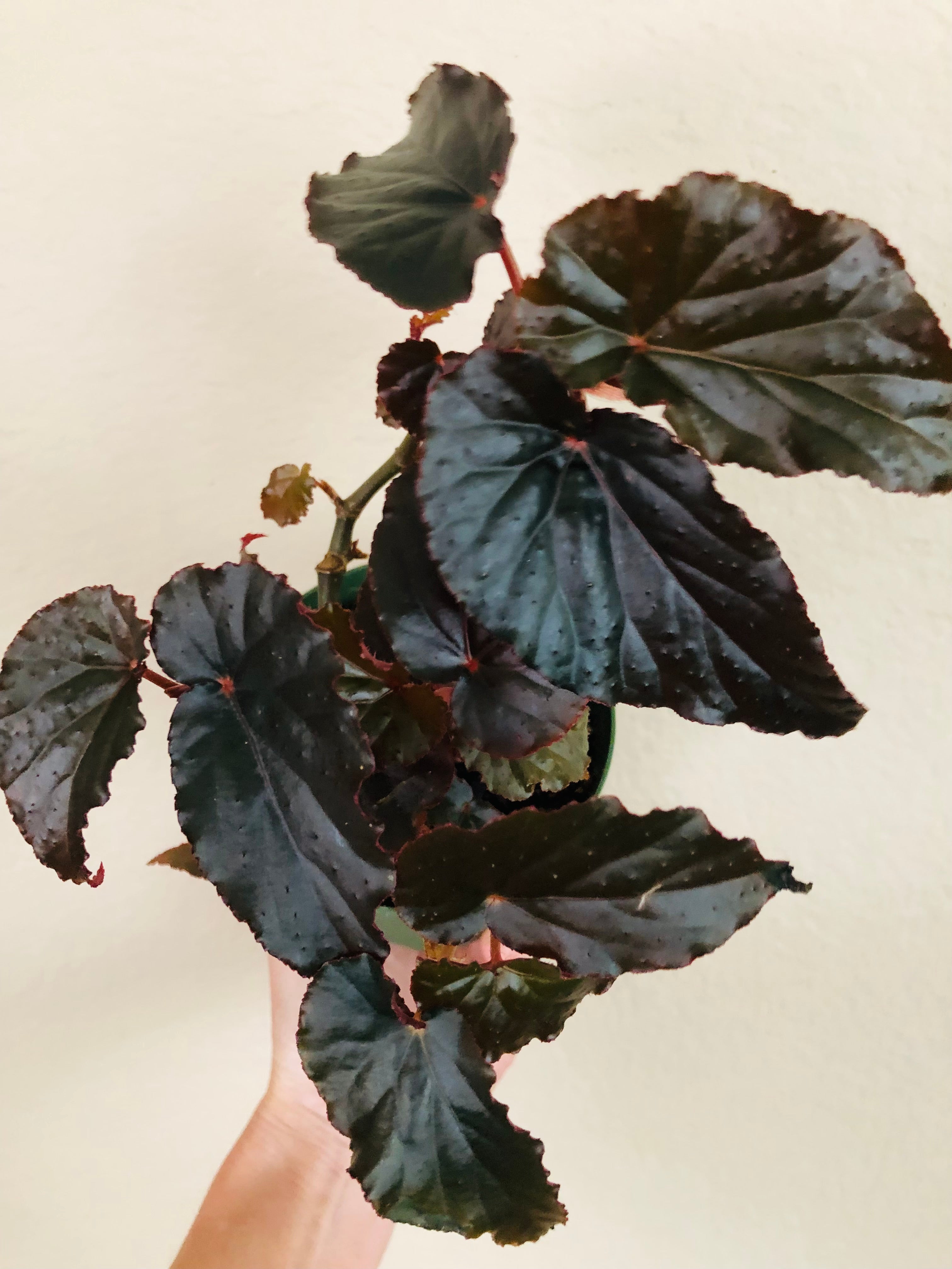 Begonia 'Black Magic'