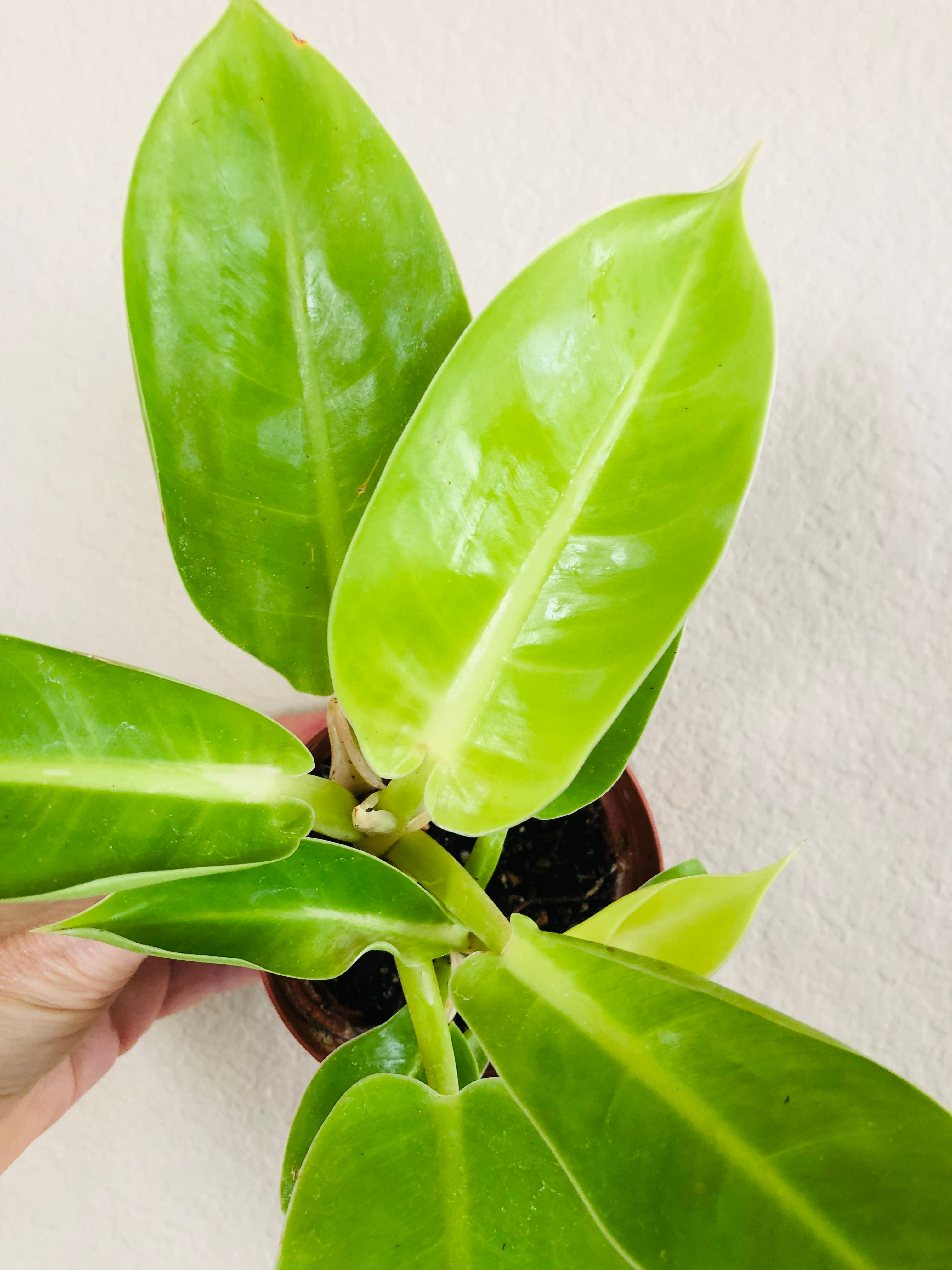 Philodendron 'Moonlight'