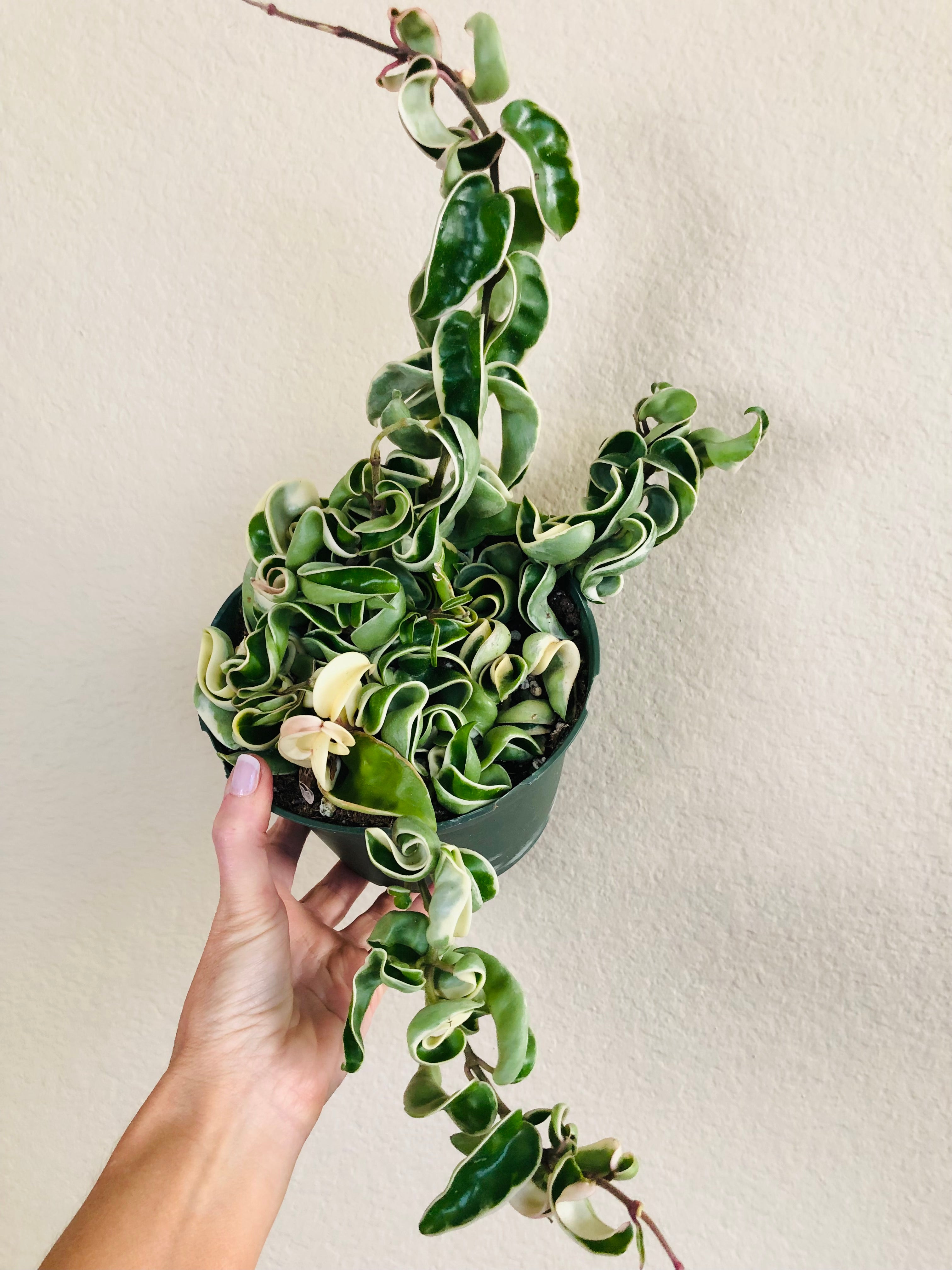 Hoya Compacta Hindu Rope Variegated