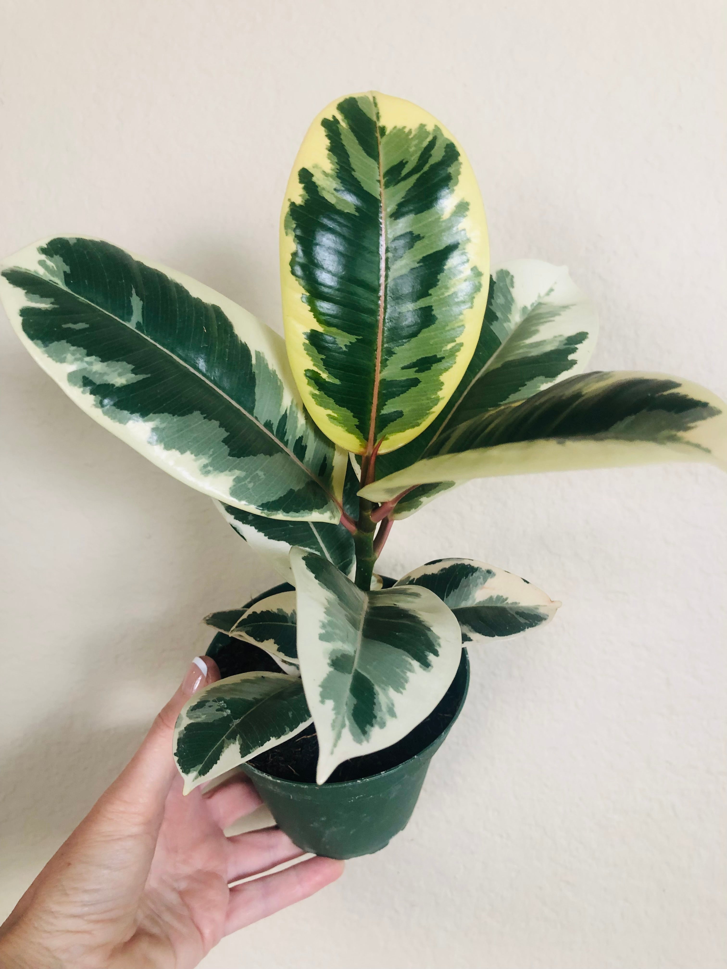 Ficus Elastica 'Tineke'