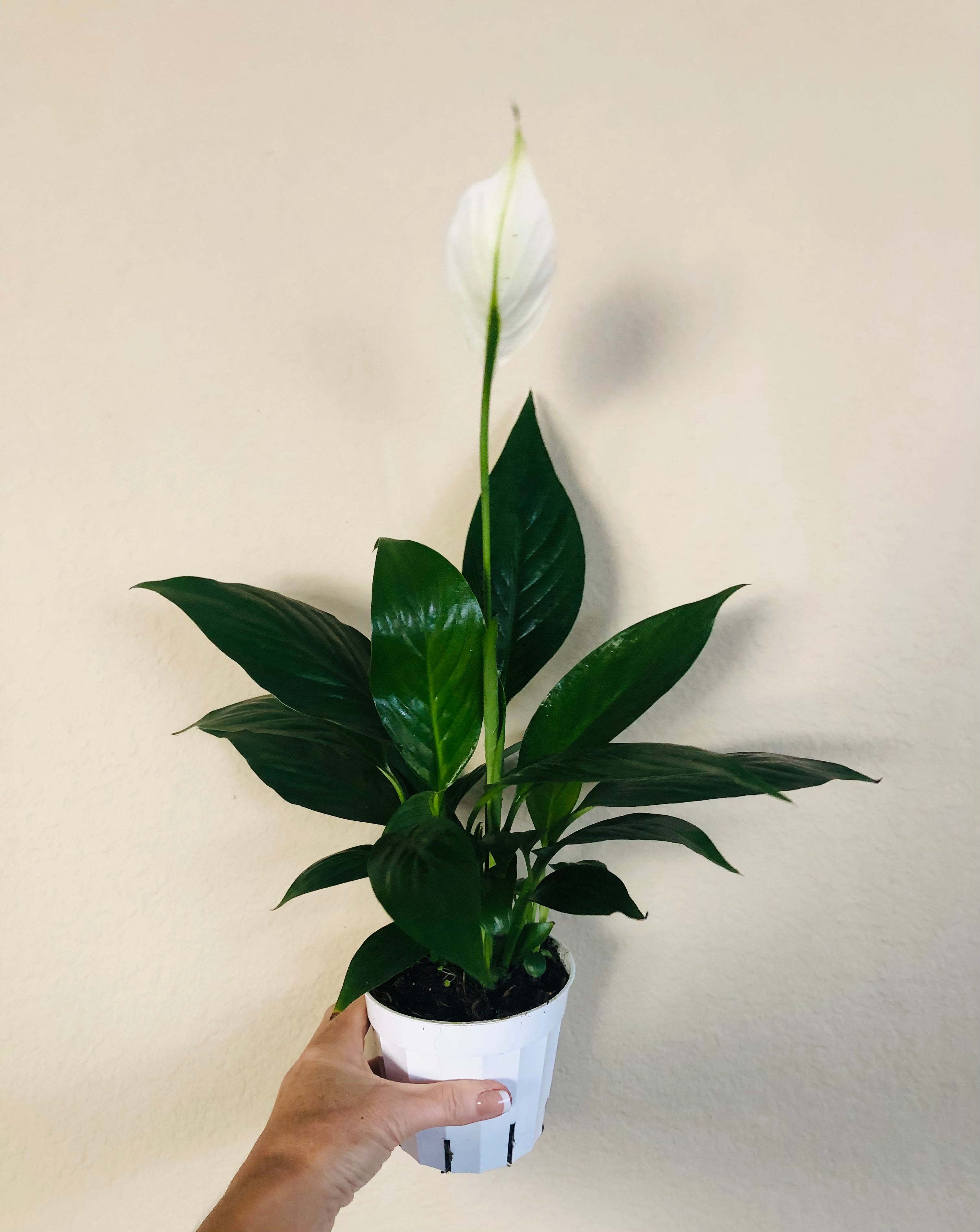Spathiphyllum 'Green' | Peace Lily