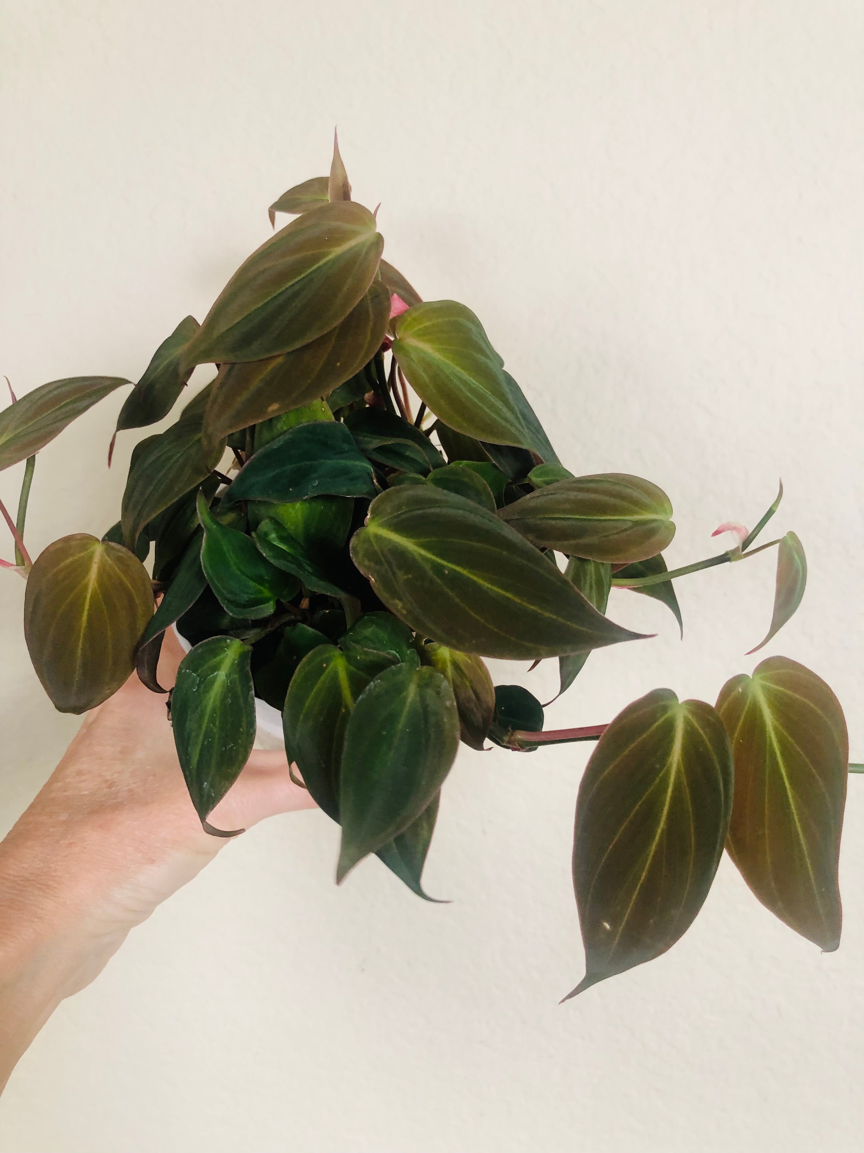 Philodendron 'Micans'