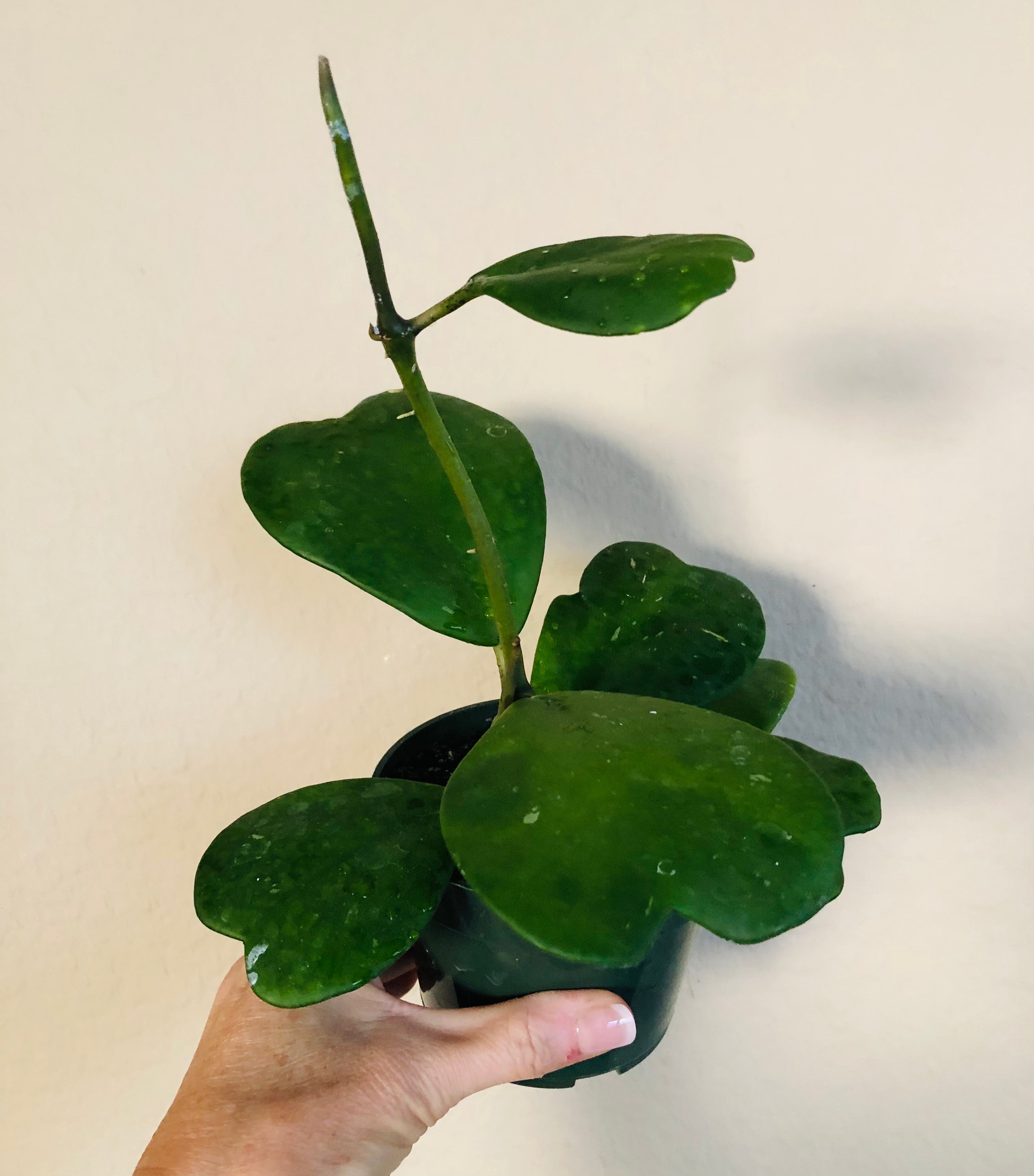 Hoya Kerrii Vine