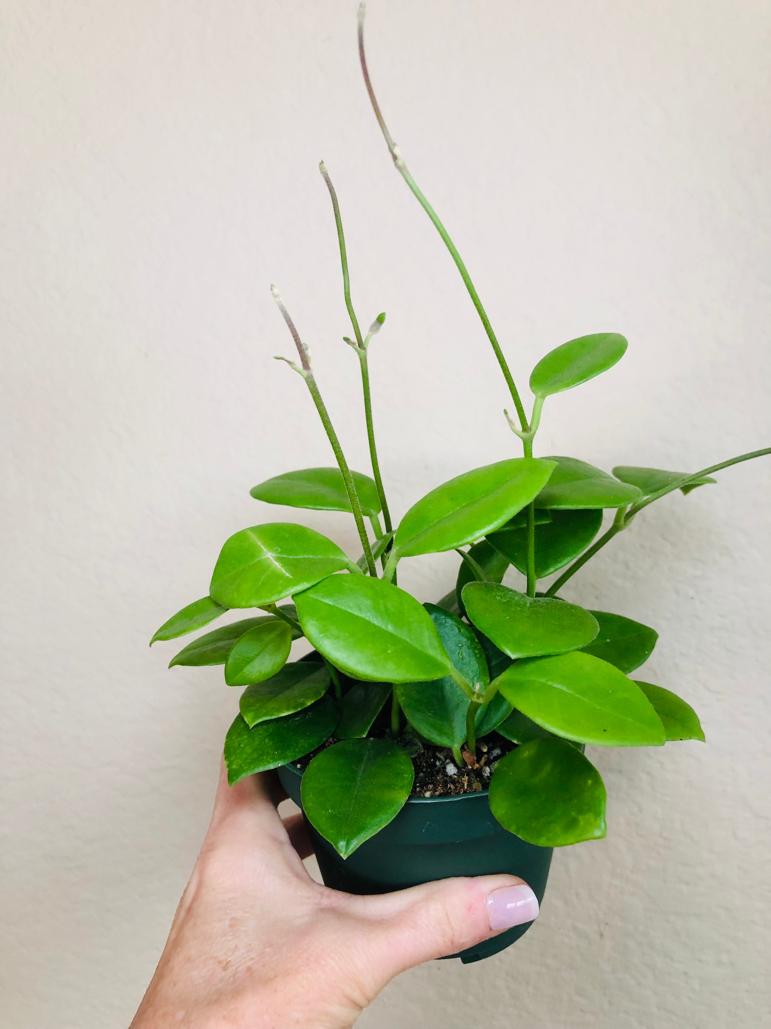 Hoya Australis 'Keysii'