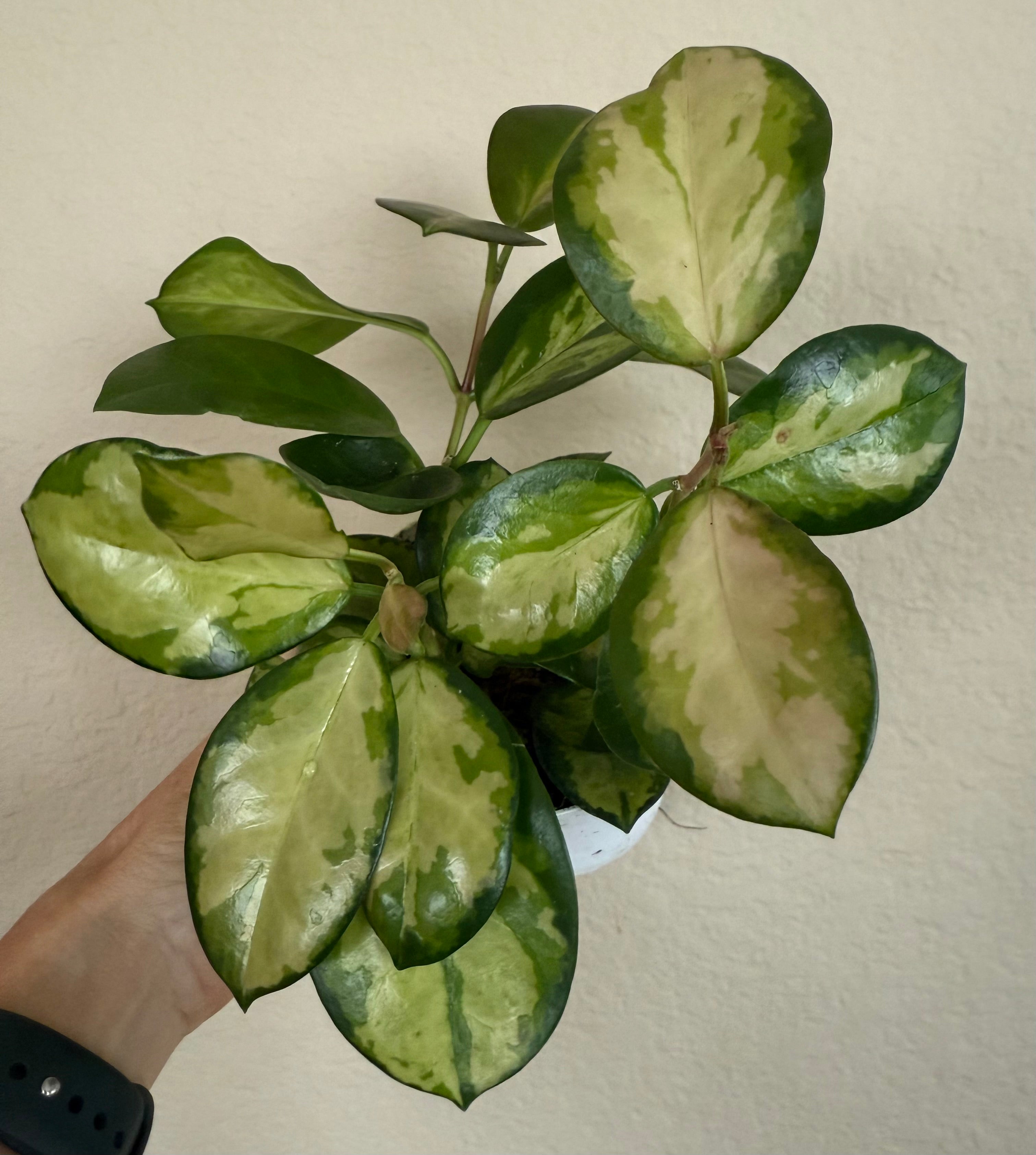Hoya Australis Lisa