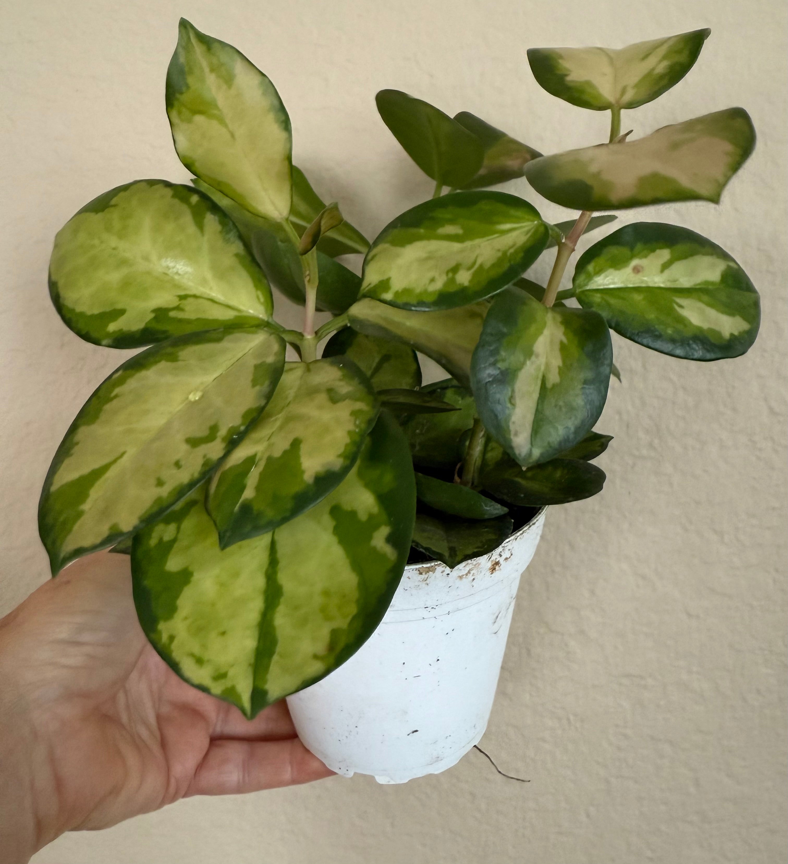Hoya Australis Lisa