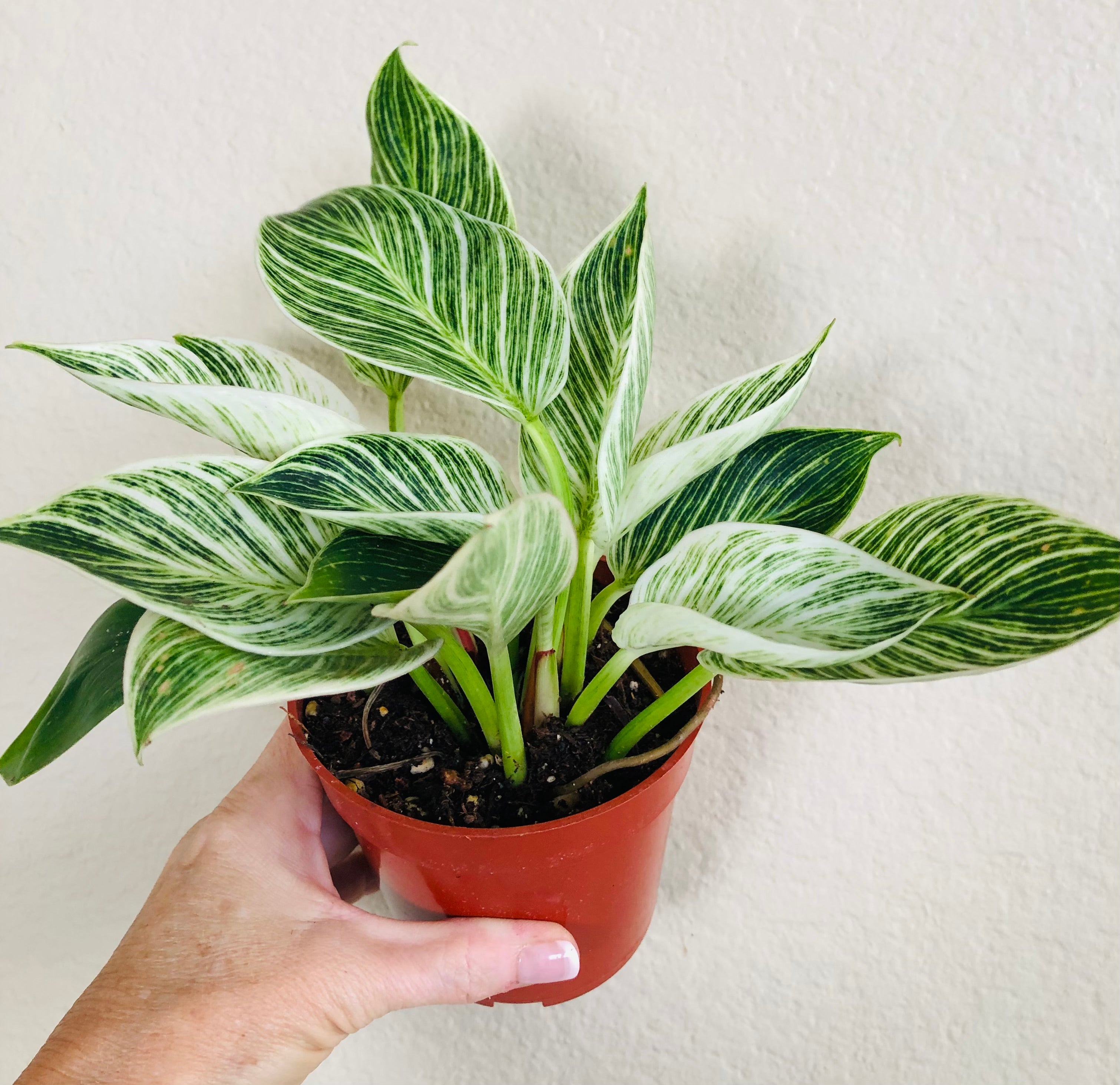 Philodendron 'Birkin'