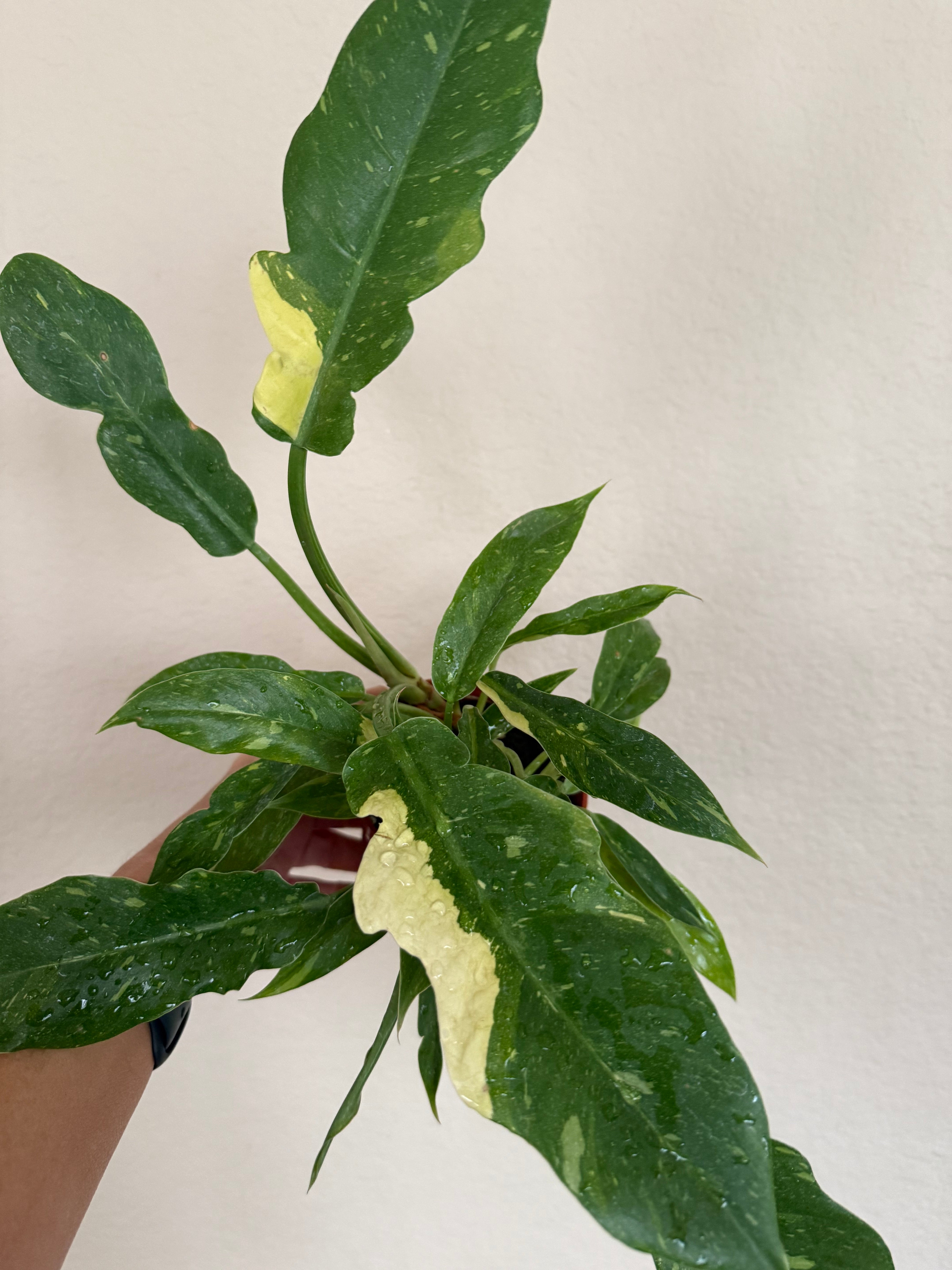 Philodendron 'Ring of Fire'