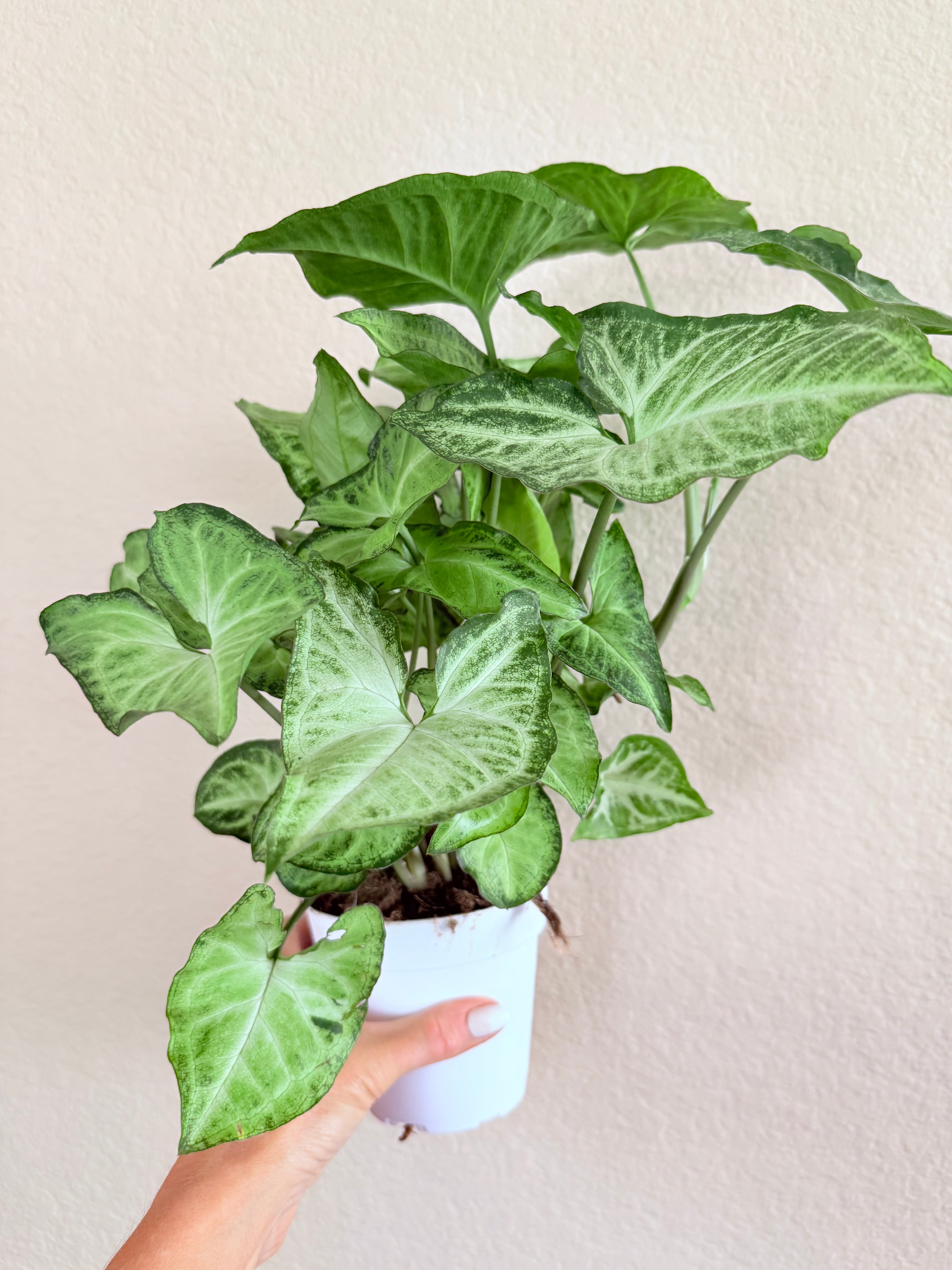 Syngonium 'White Butterfly'