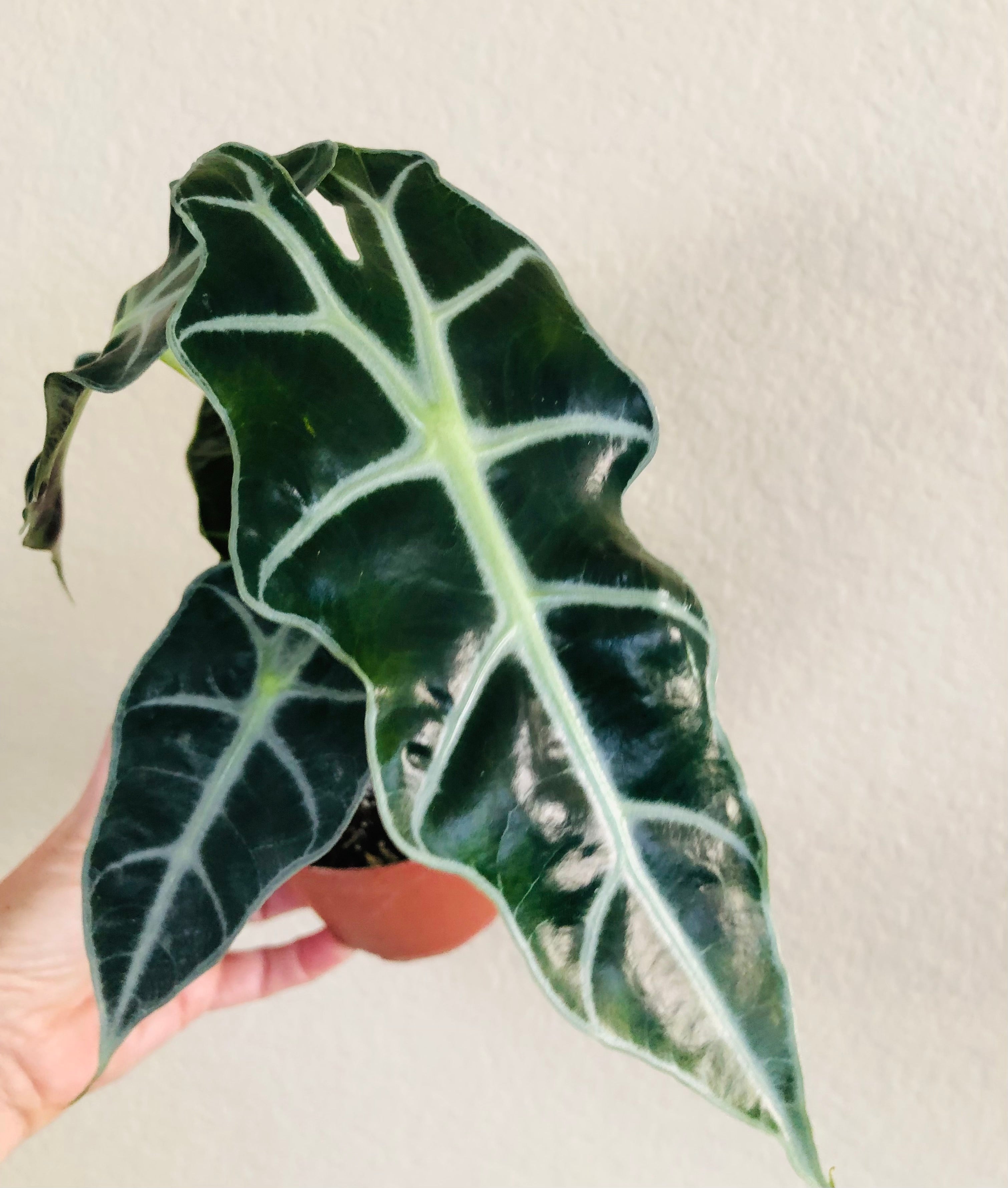 Alocasia Polly 'African Mask'