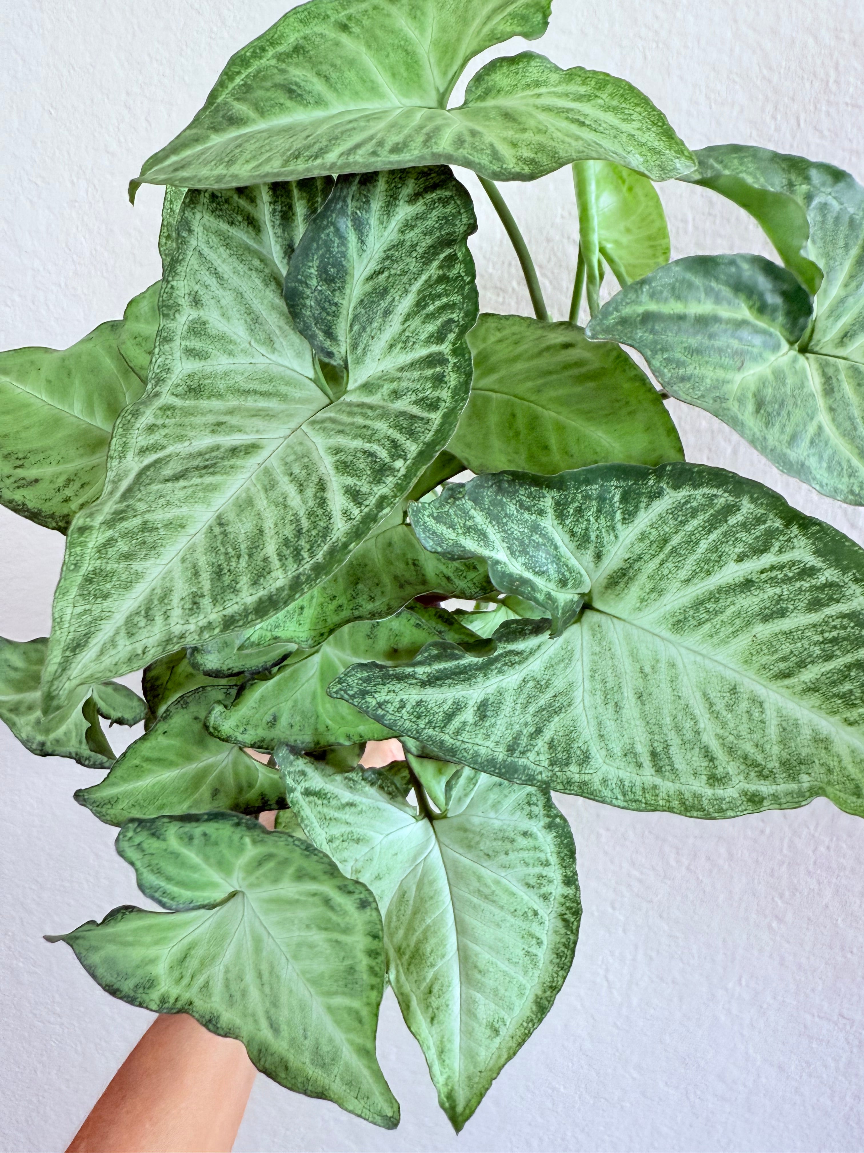 Syngonium 'White Butterfly'