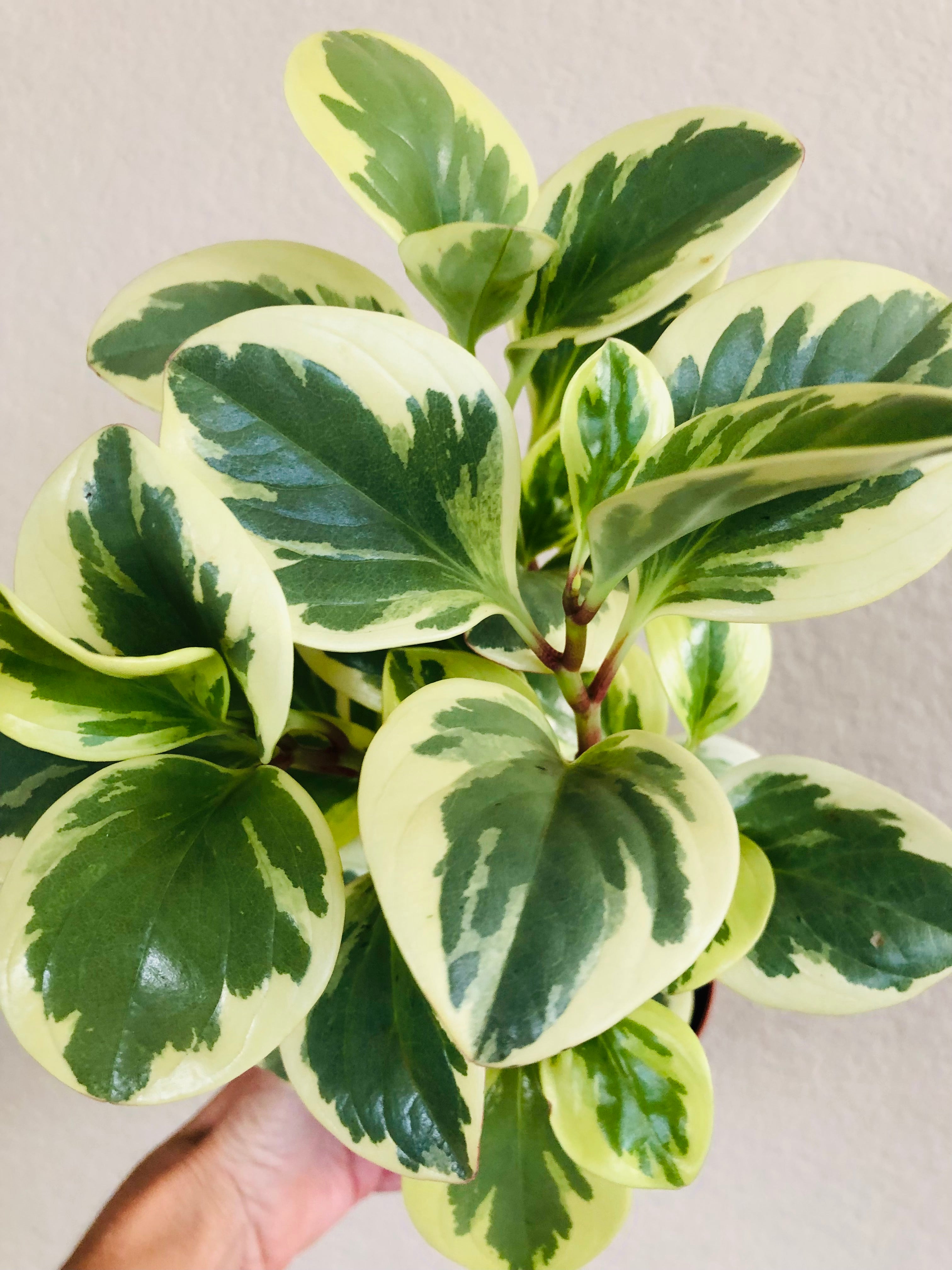 Peperomia Obtusifolia 'Variegata'