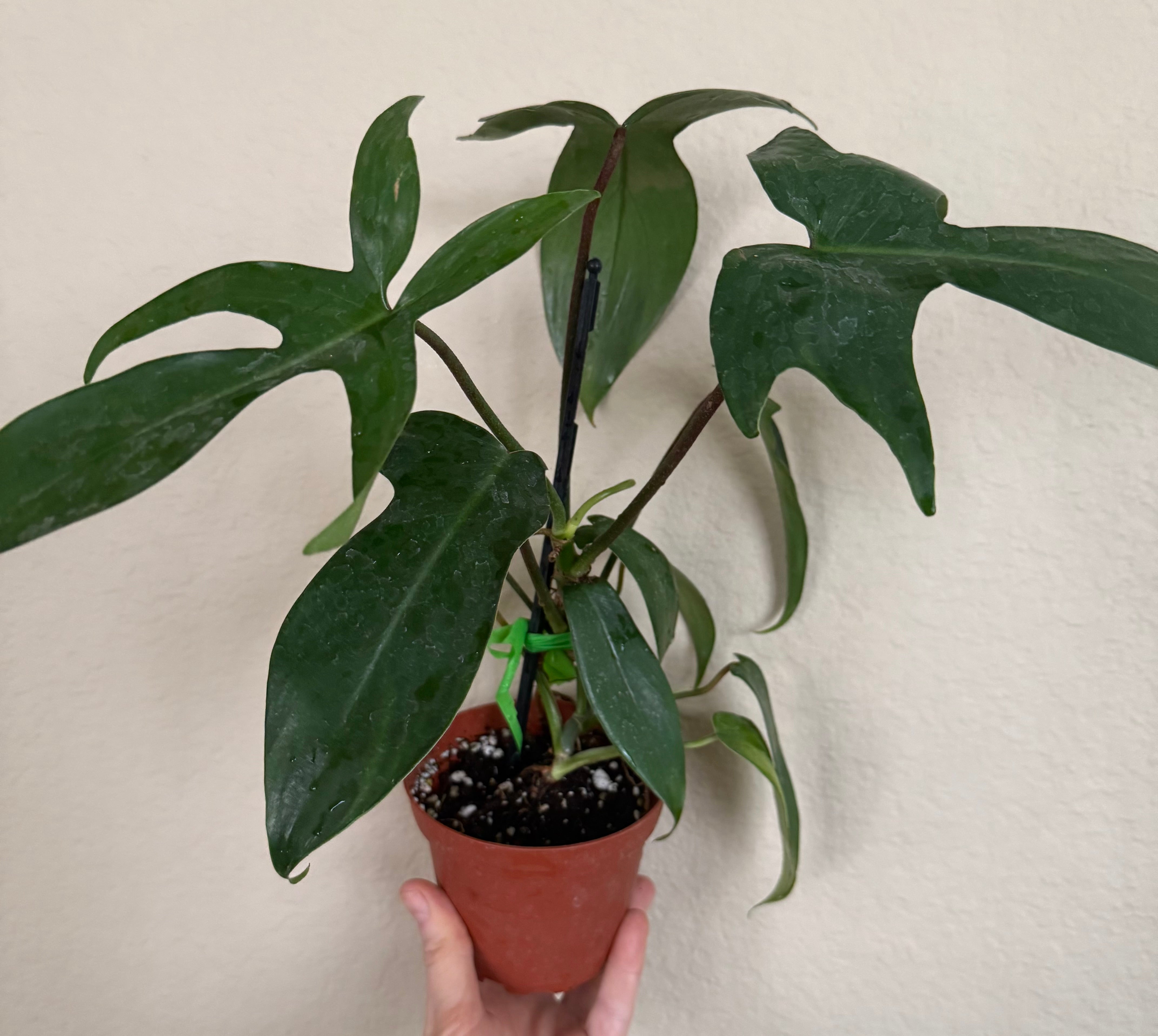 Philodendron 'Florida Green'