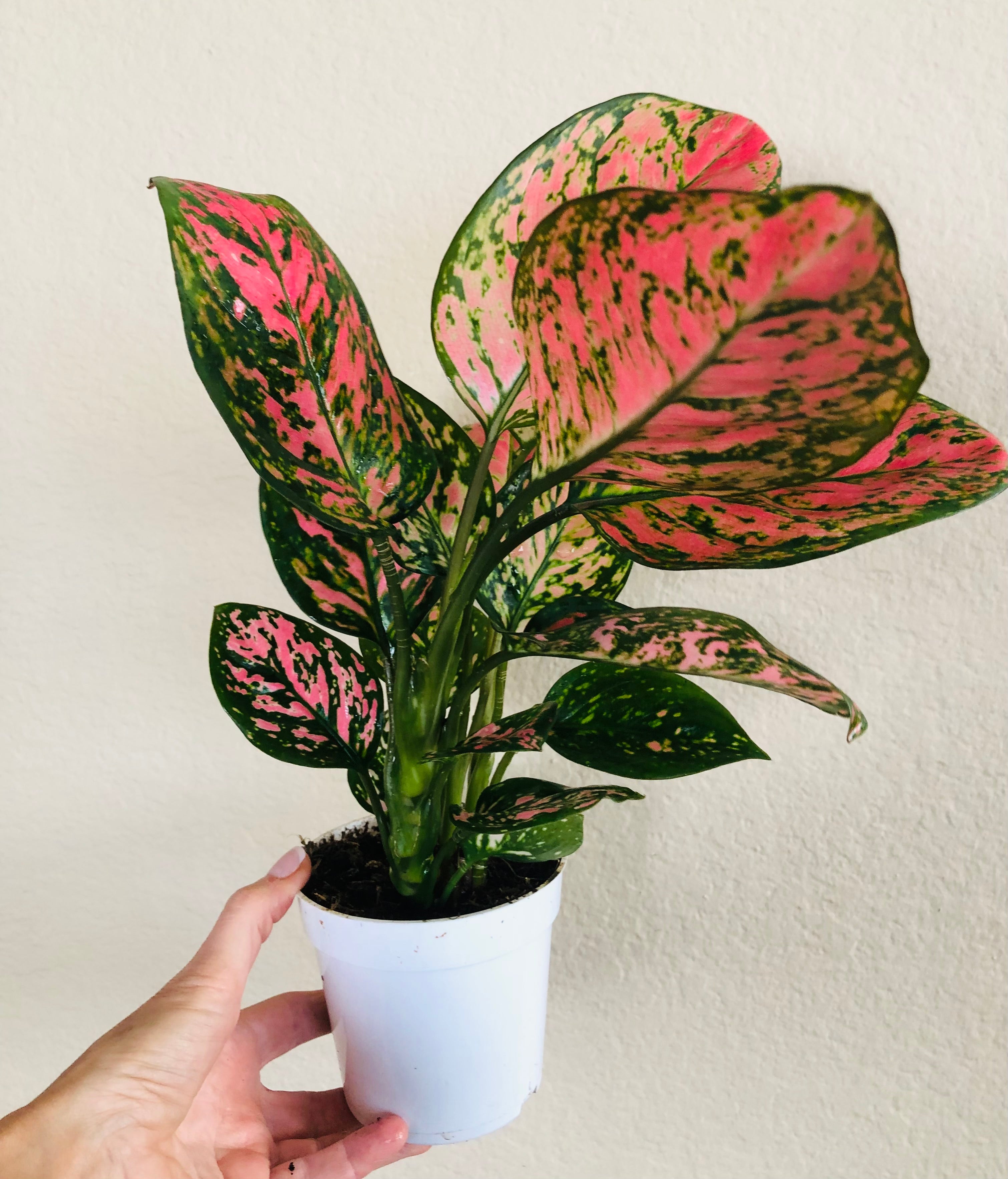 Aglaonema 'Lady Valentine'