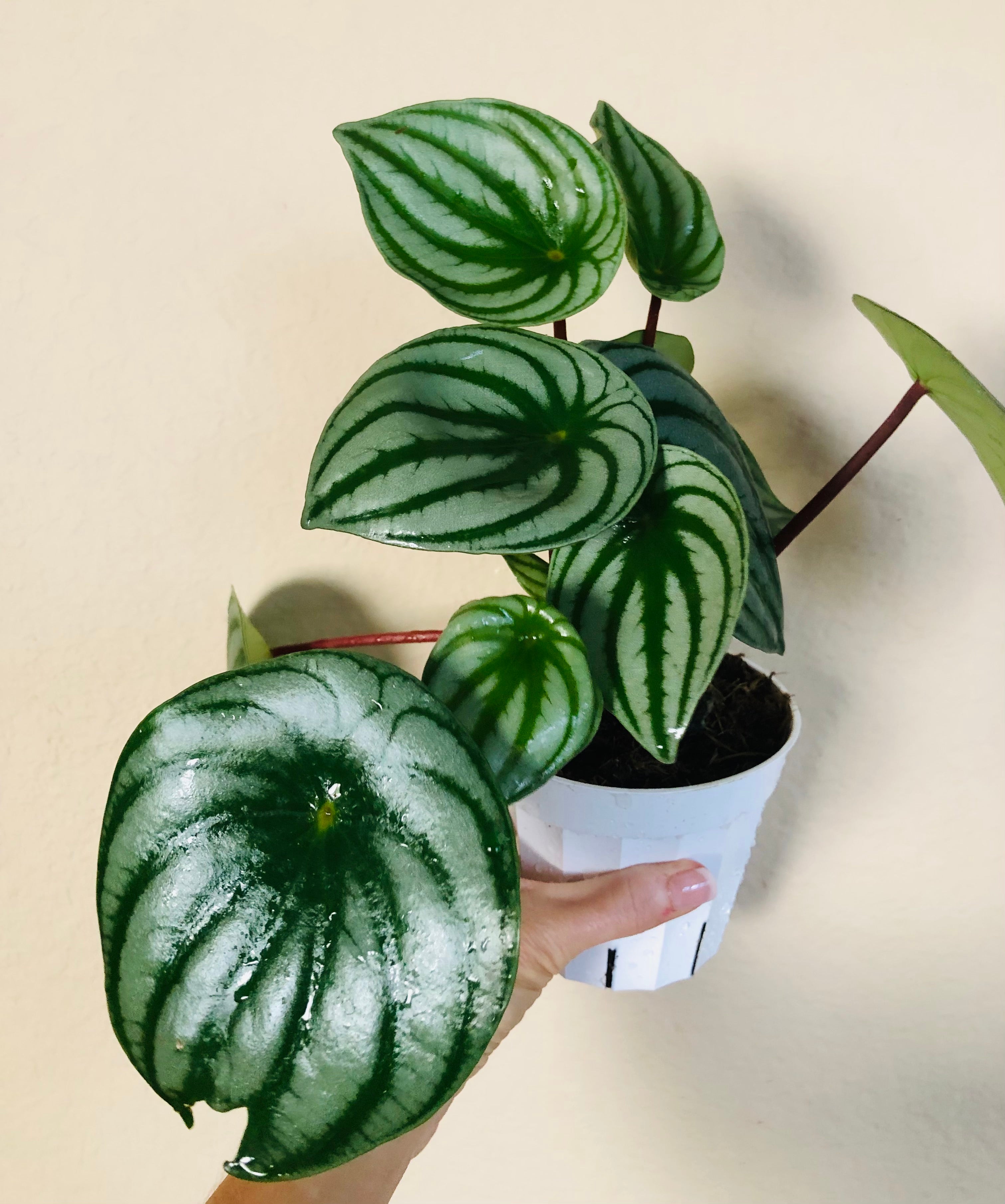 Peperomia 'Watermelon'