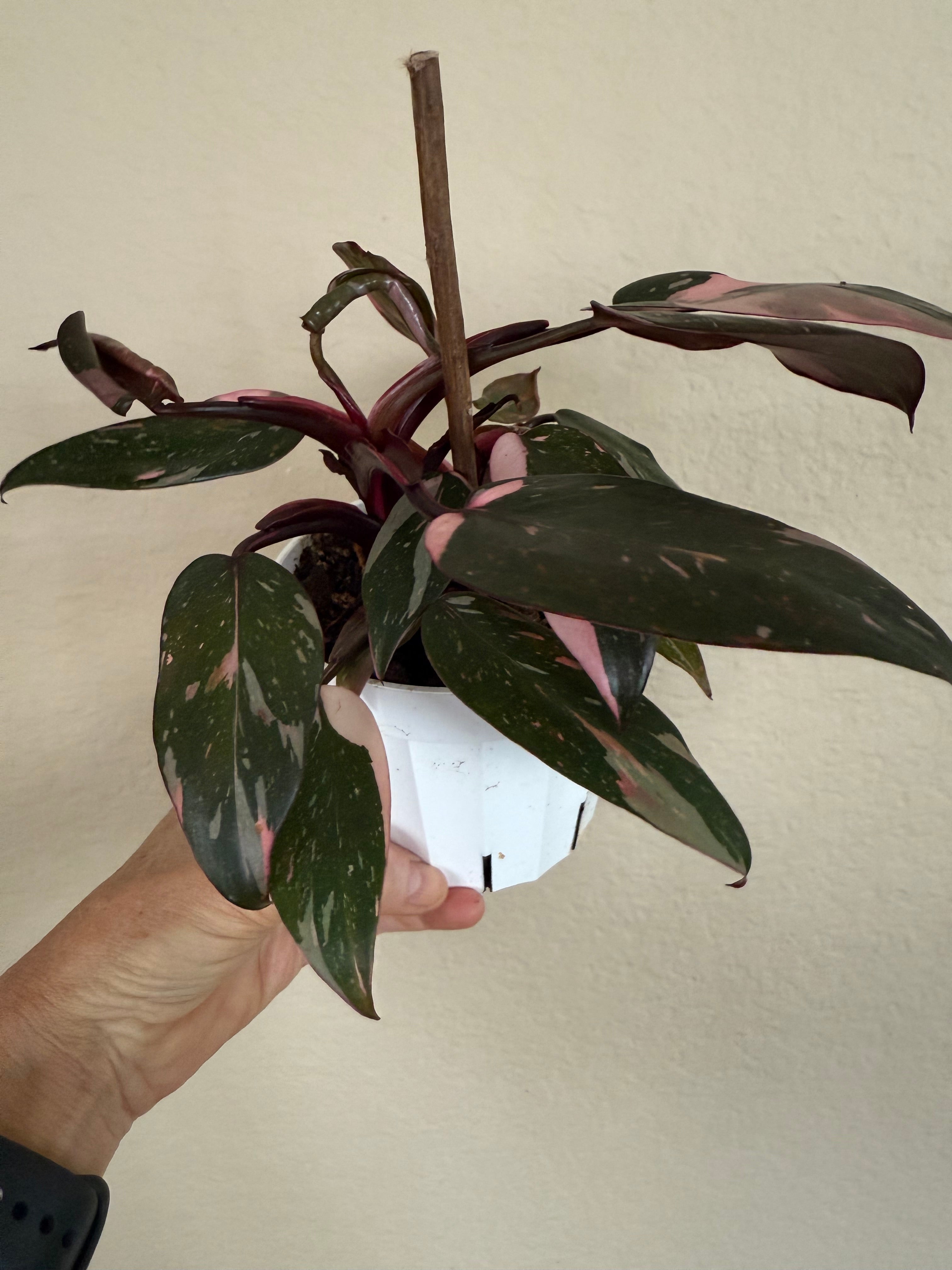Philodendron 'Pink Princess'