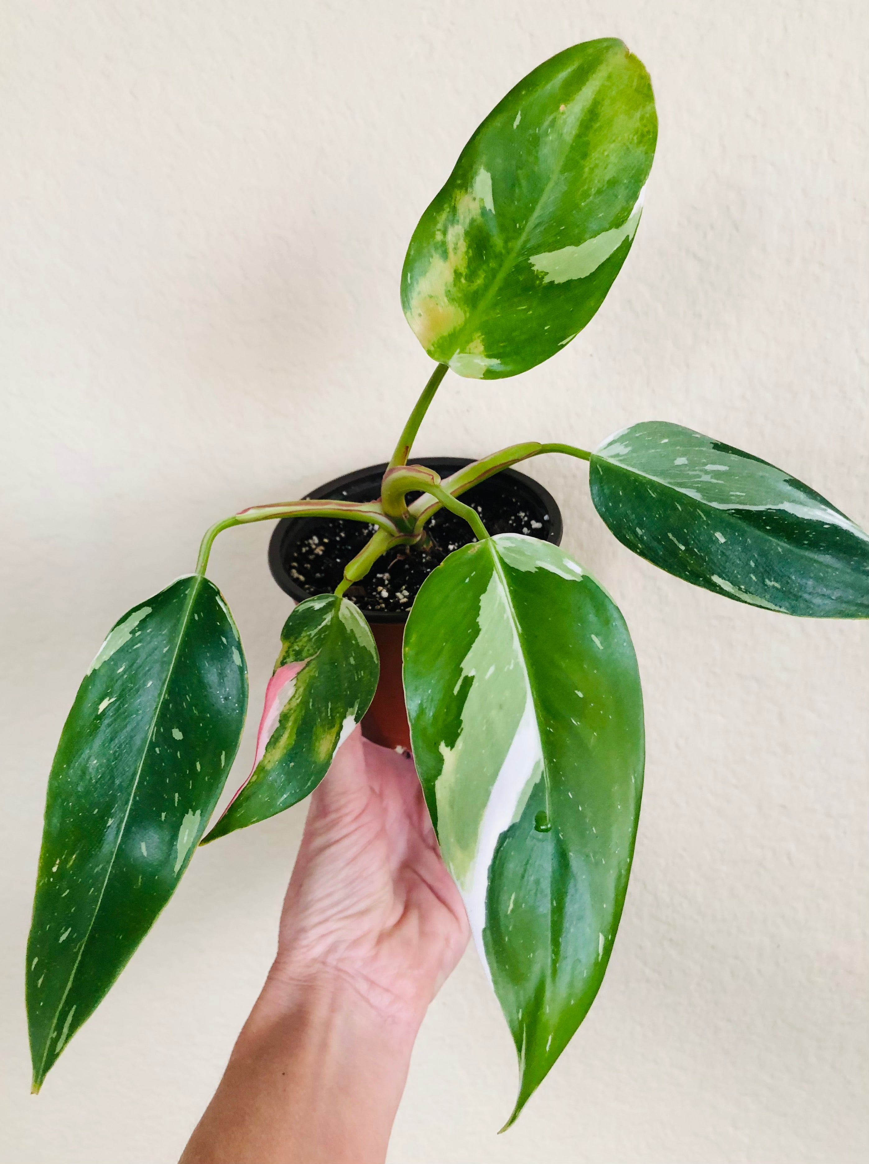 Philodendron 'White Princess'