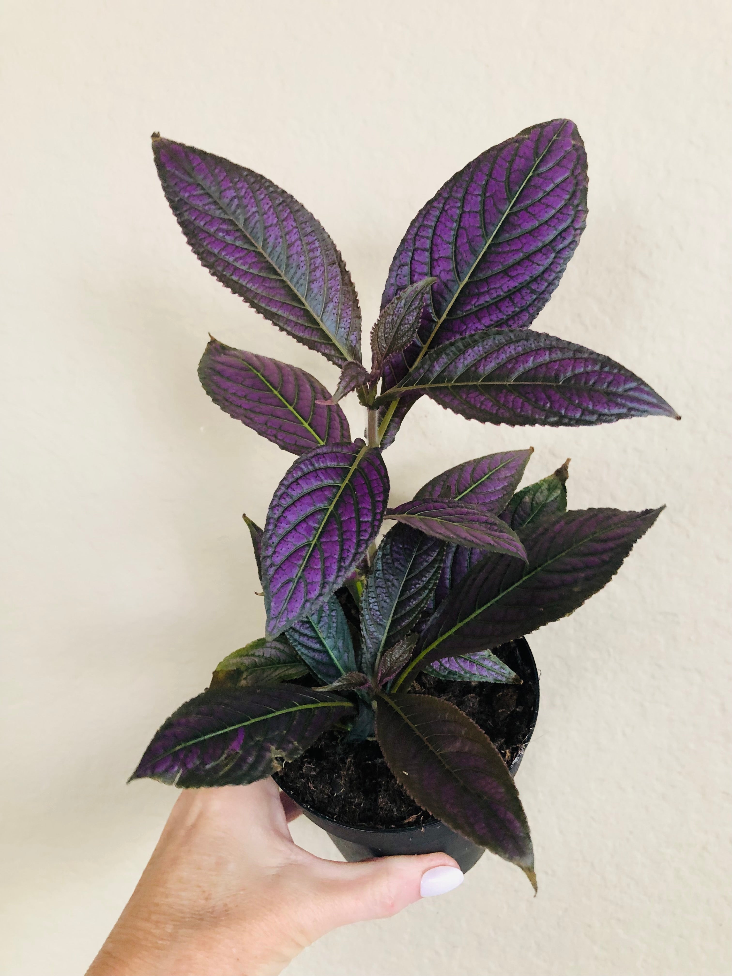 Strobilanthes Persian Shield