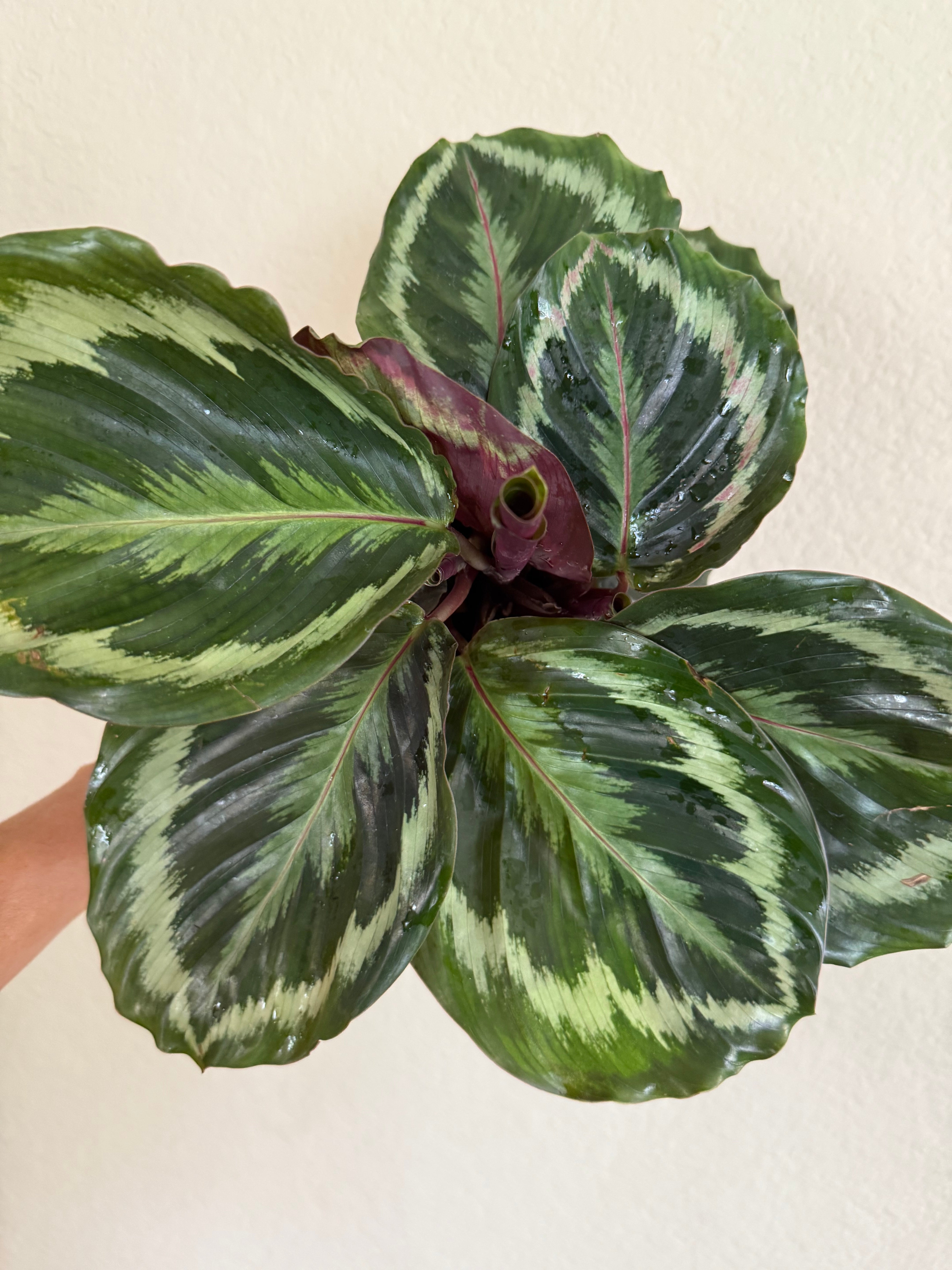 Calathea Roseopicta 'Medallion'