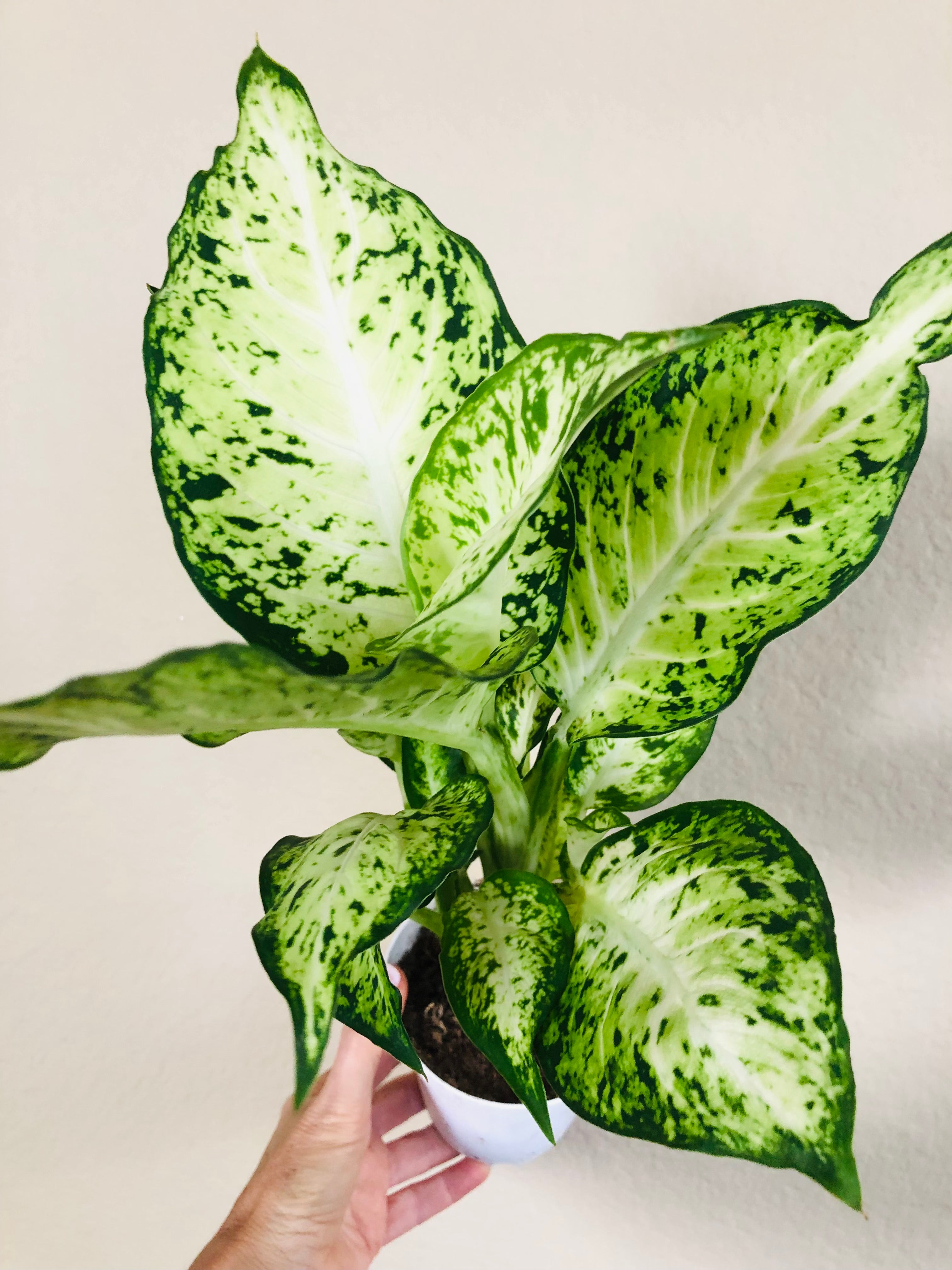 Dieffenbachia 'Amy'