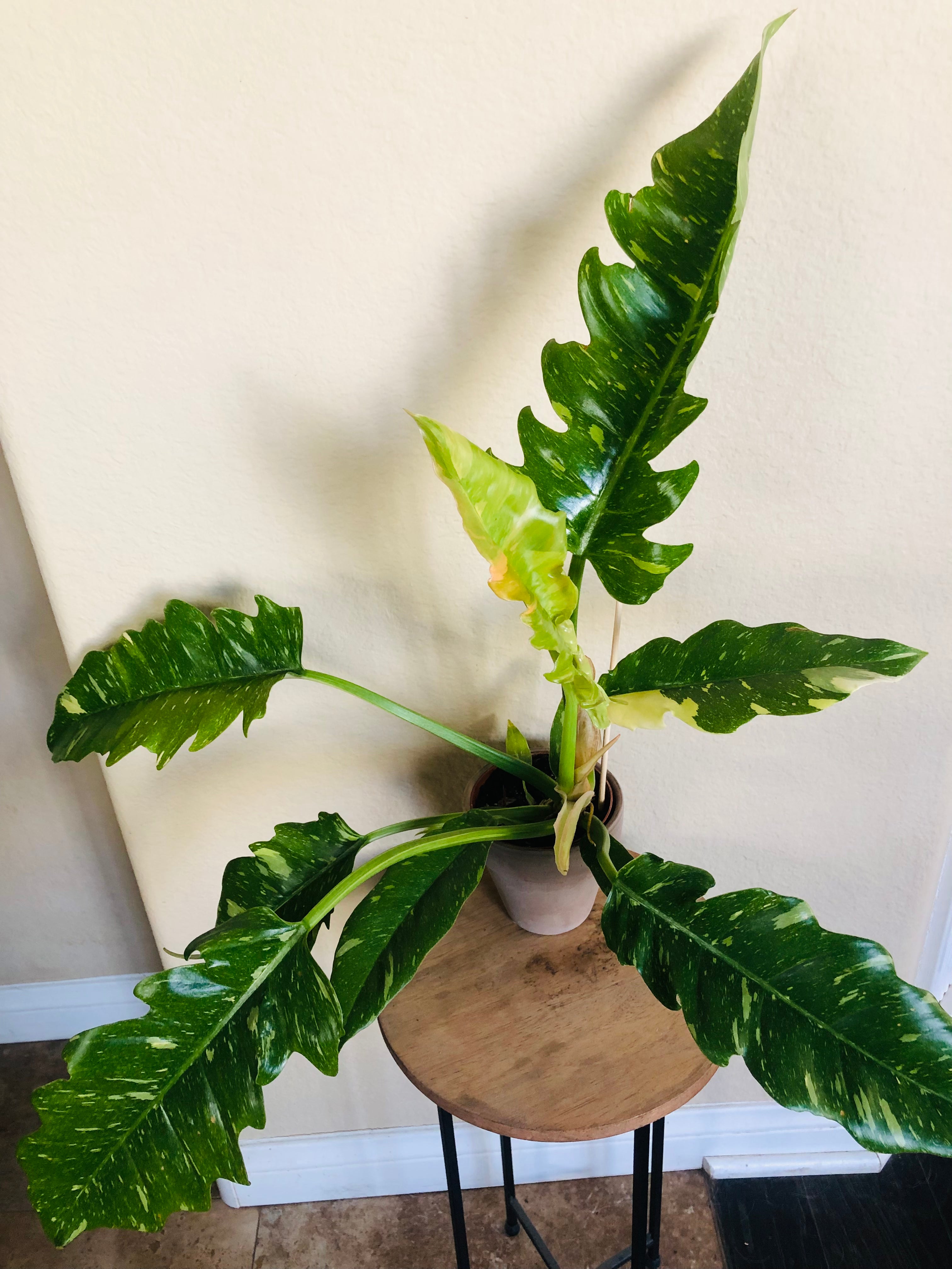 Philodendron 'Ring of Fire'