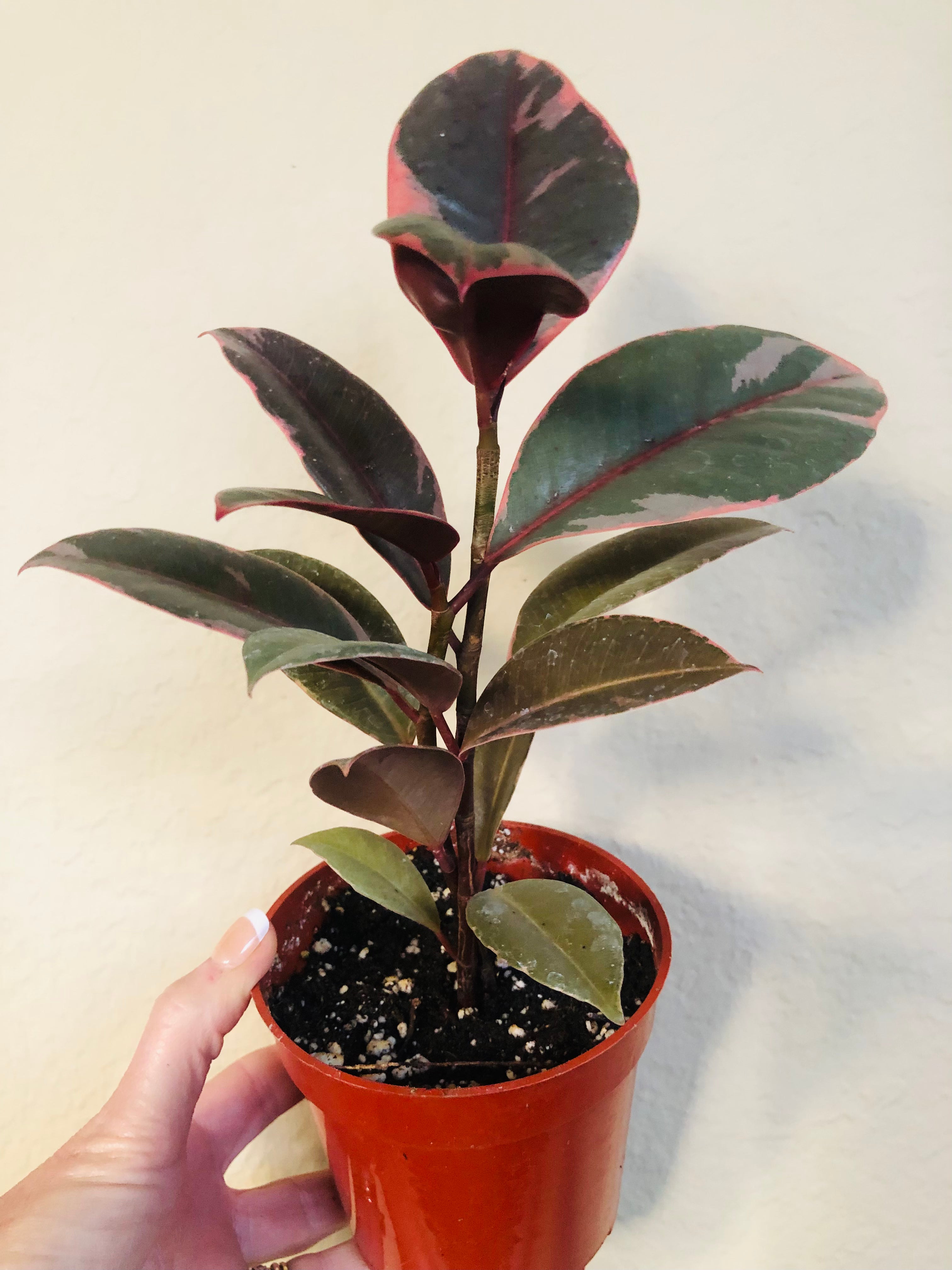 Ficus Decora 'Ruby'