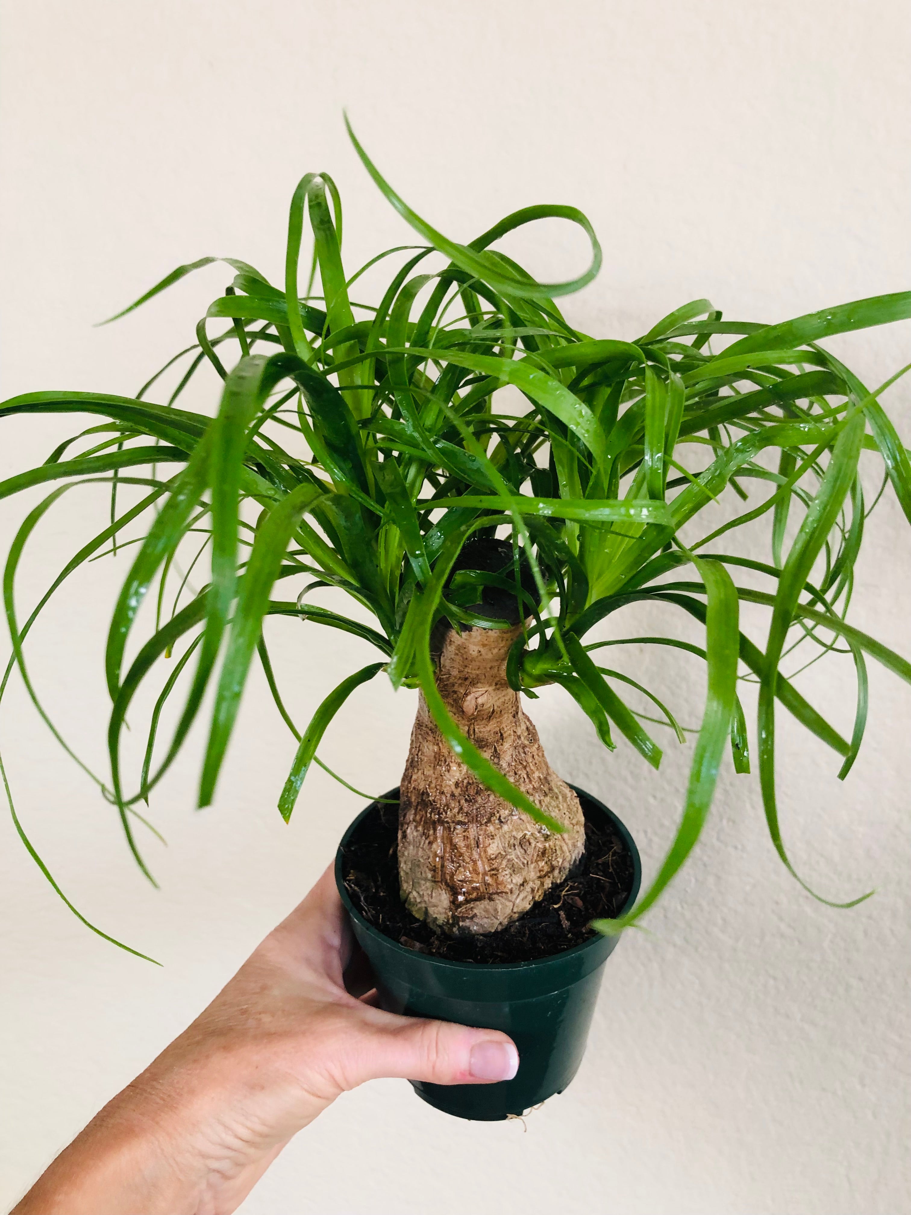 Ponytail Palm