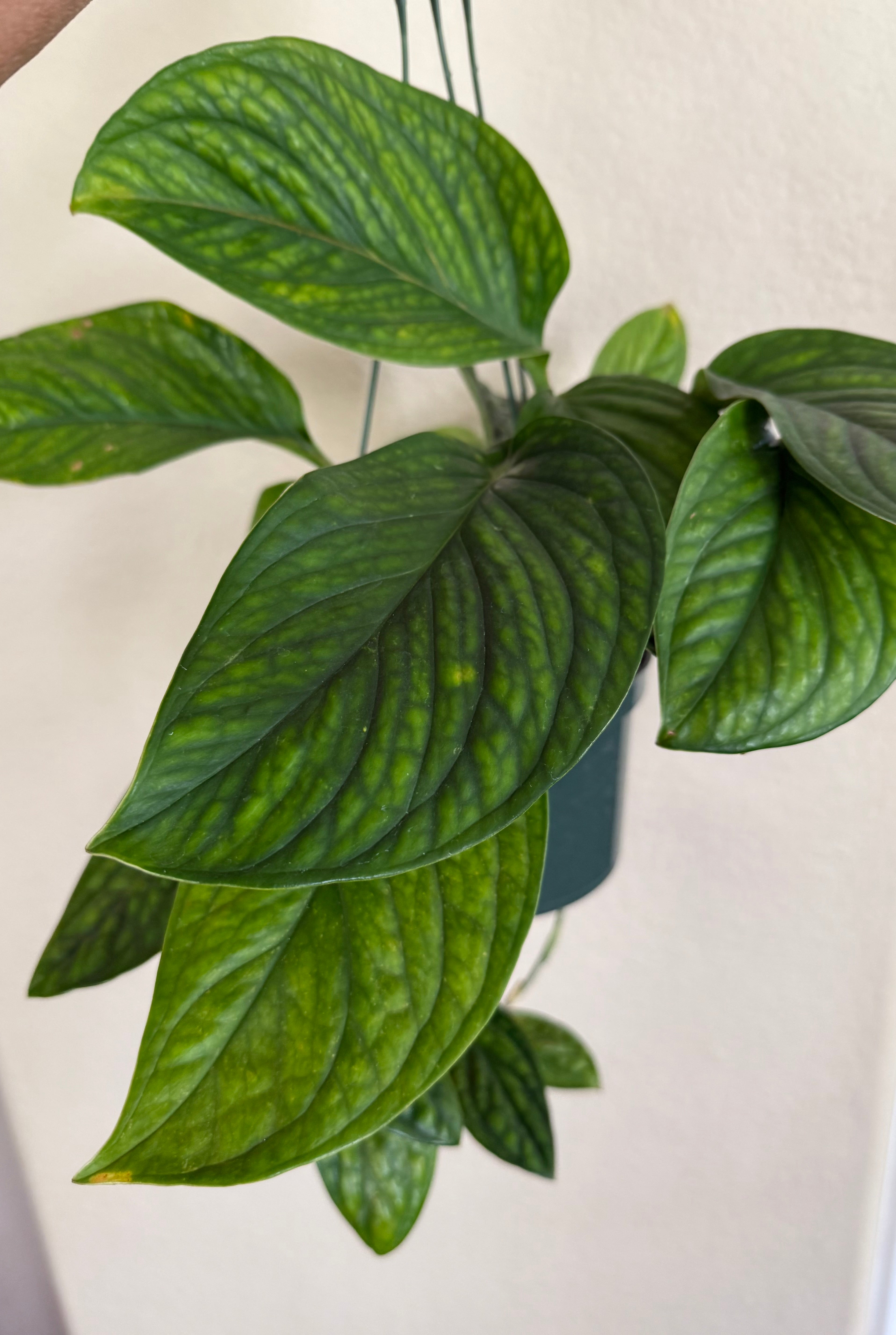 Monstera 'Peru'