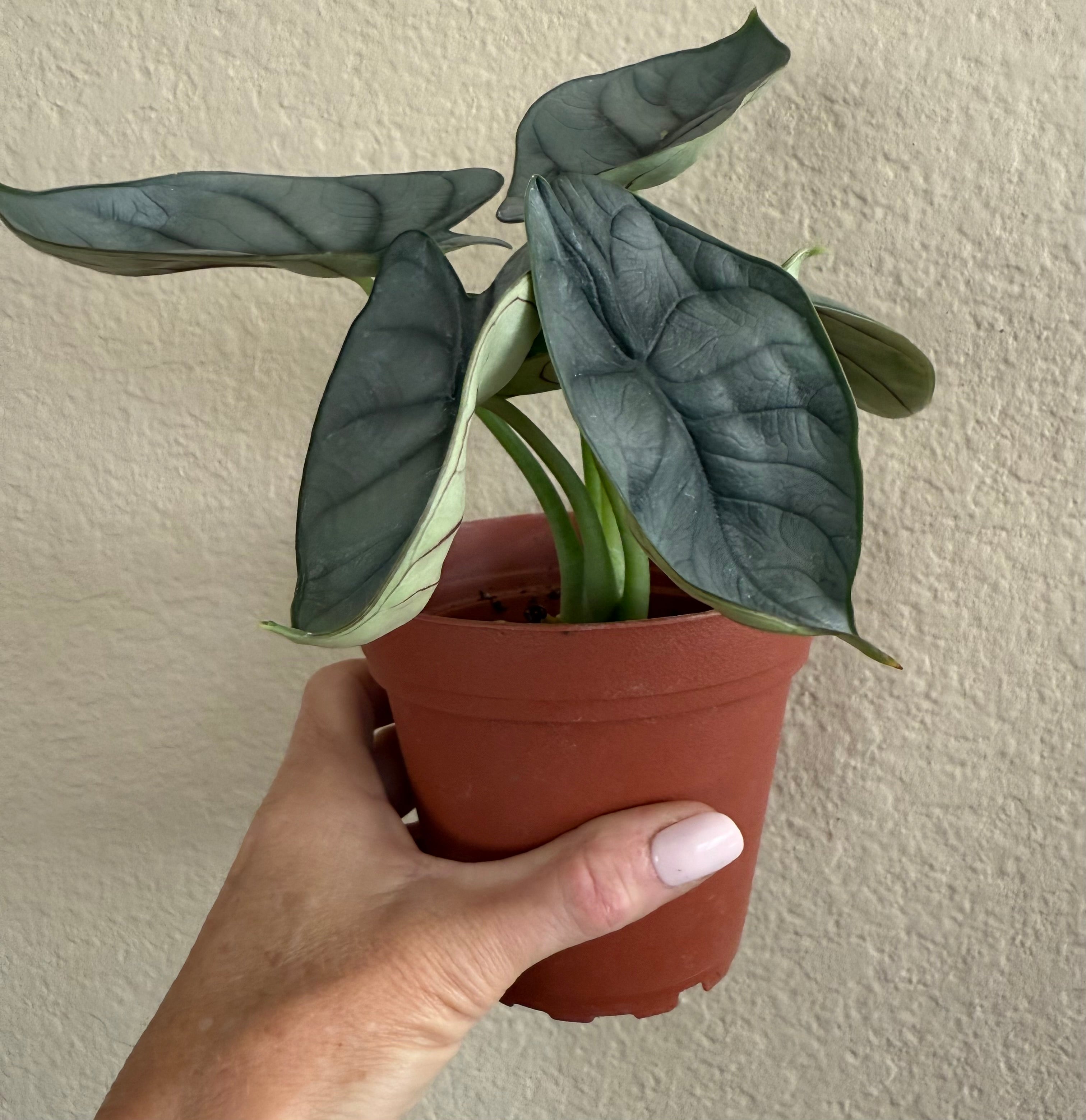 Alocasia Baginda 'Silver Dragon'