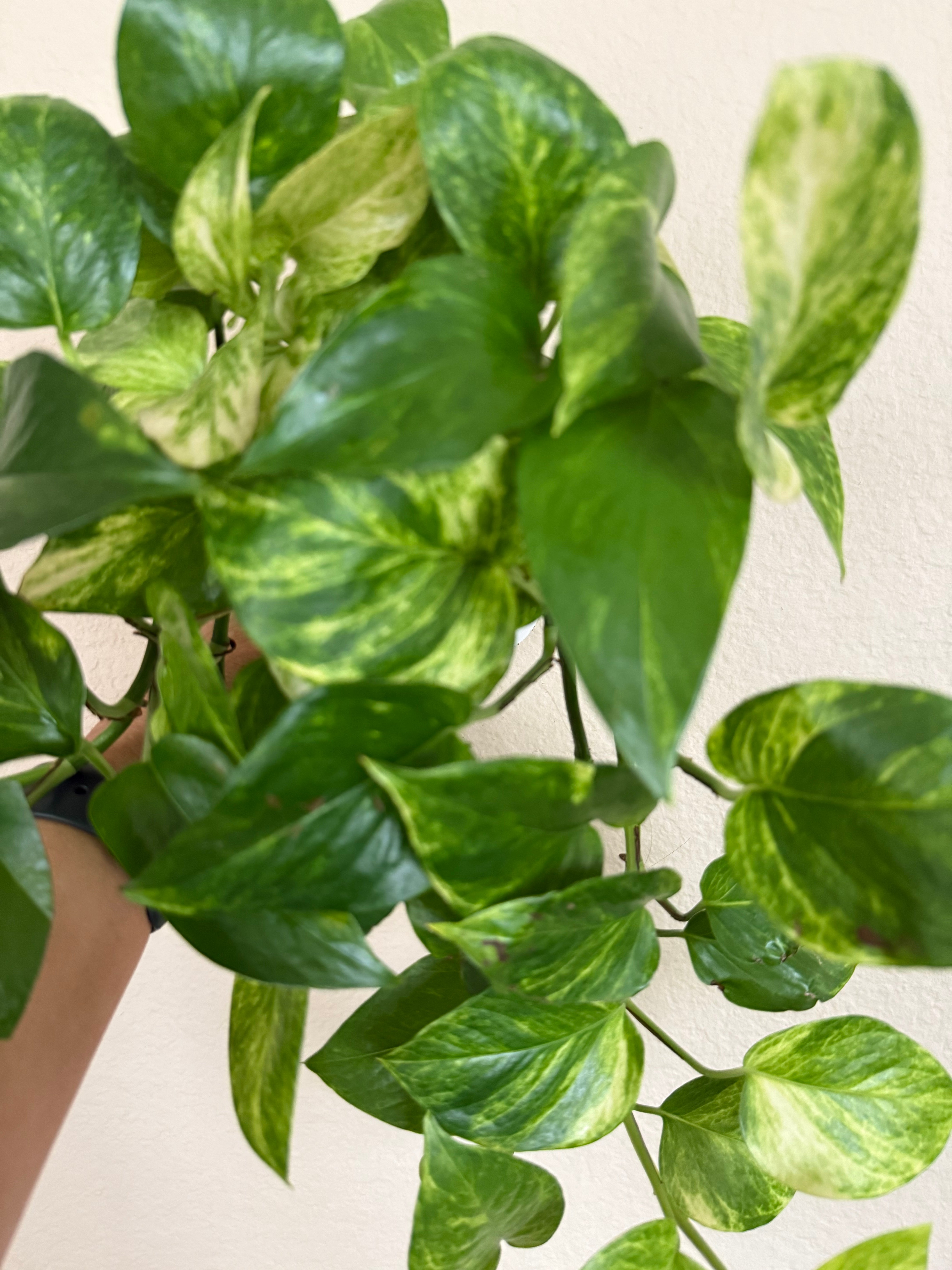 Neon Queen Pothos