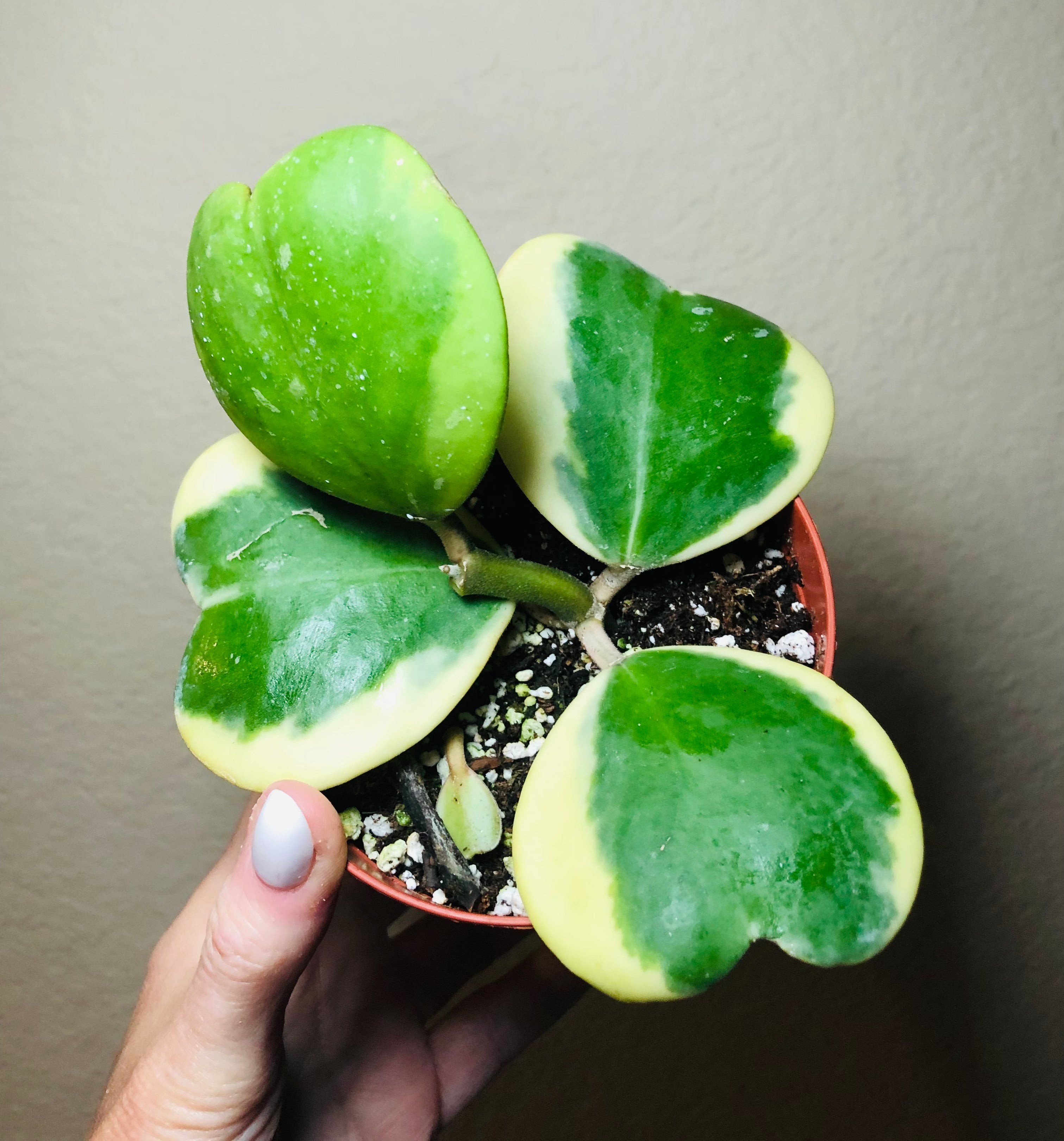 Hoya Kerrii Vine 'Variegated'