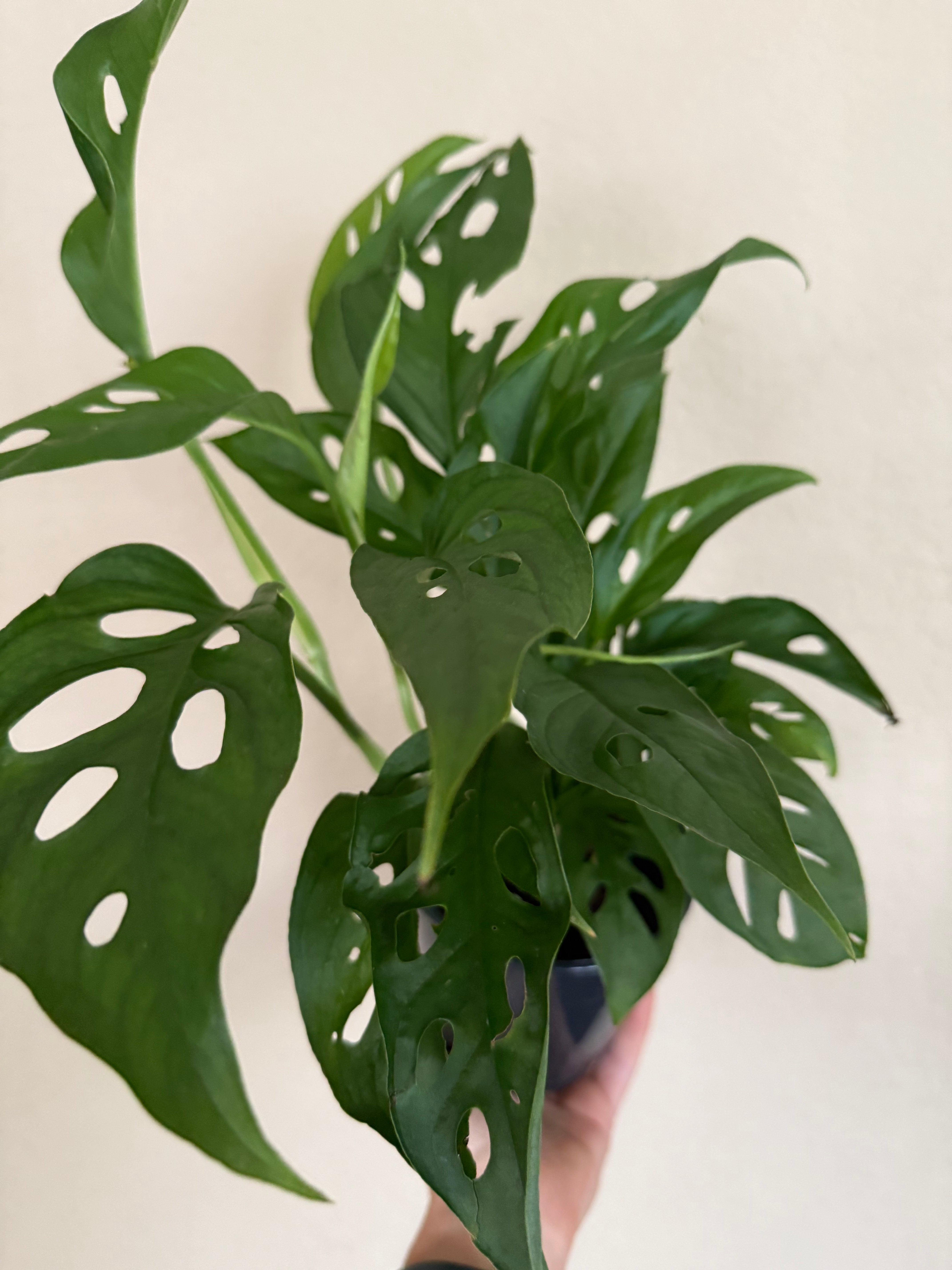 Monstera Adansonii 'Swiss Cheese'