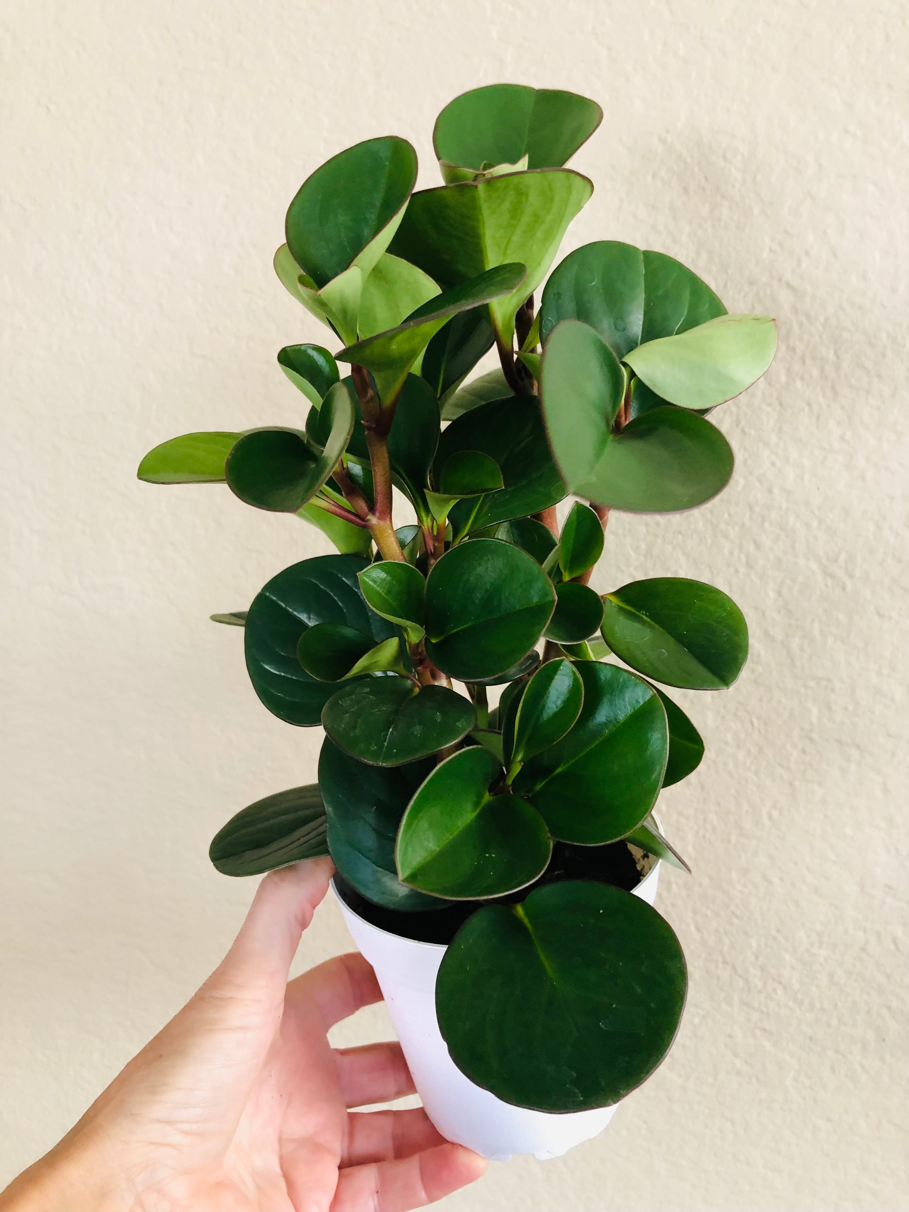 Peperomia 'Red Margin'