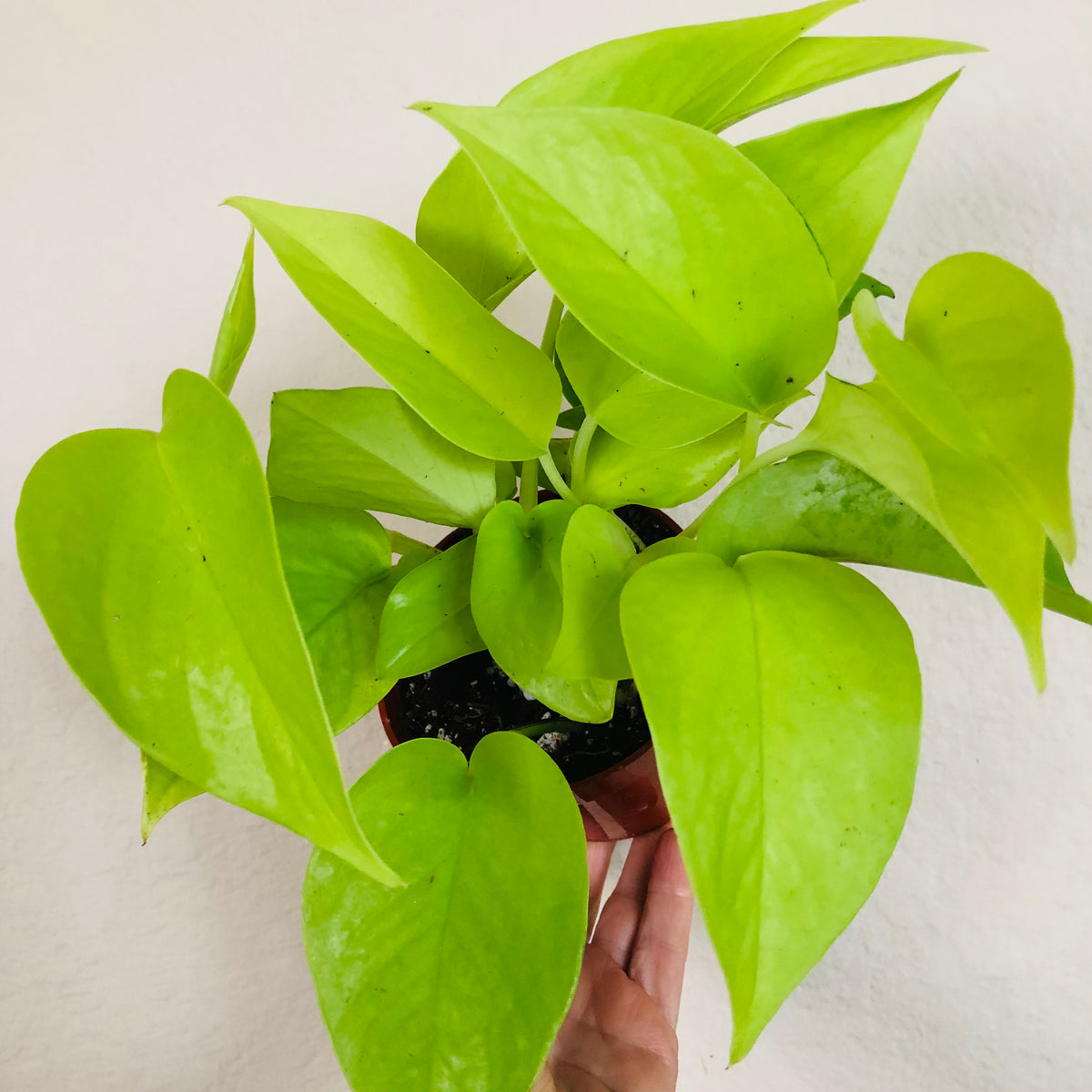 neon pothos with variegation Pothos 'Neon'