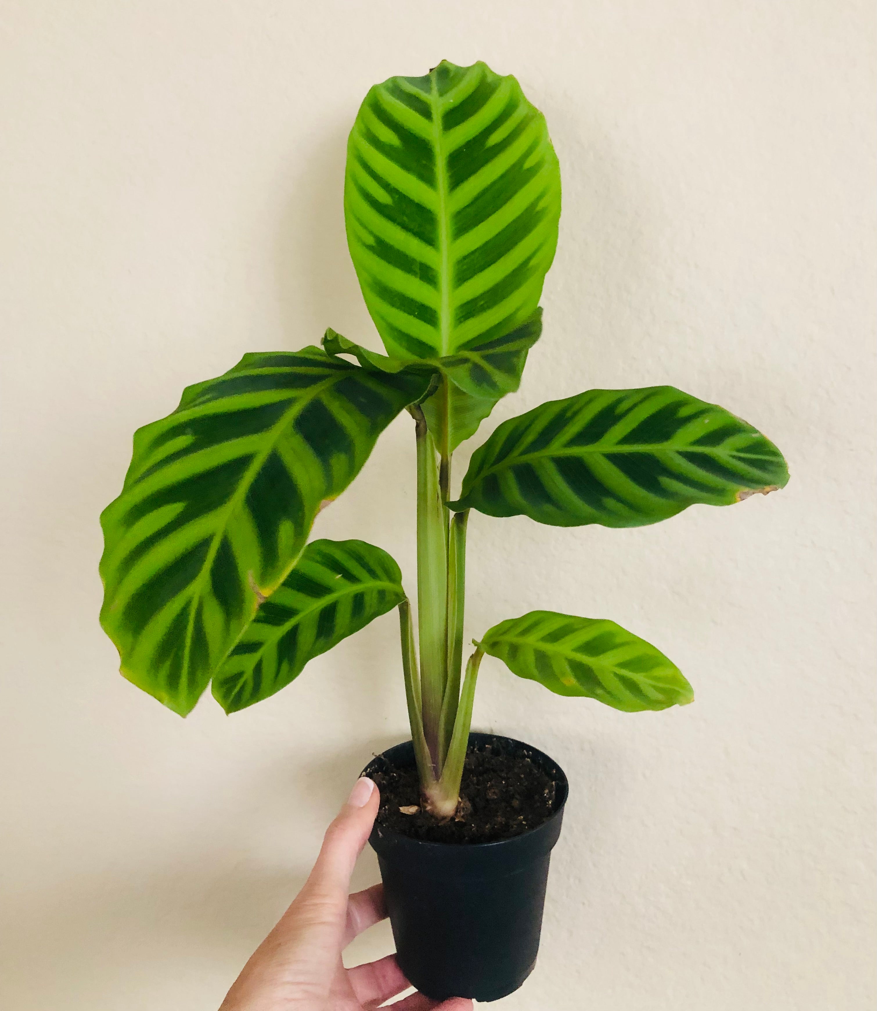 Calathea 'Zebrina'