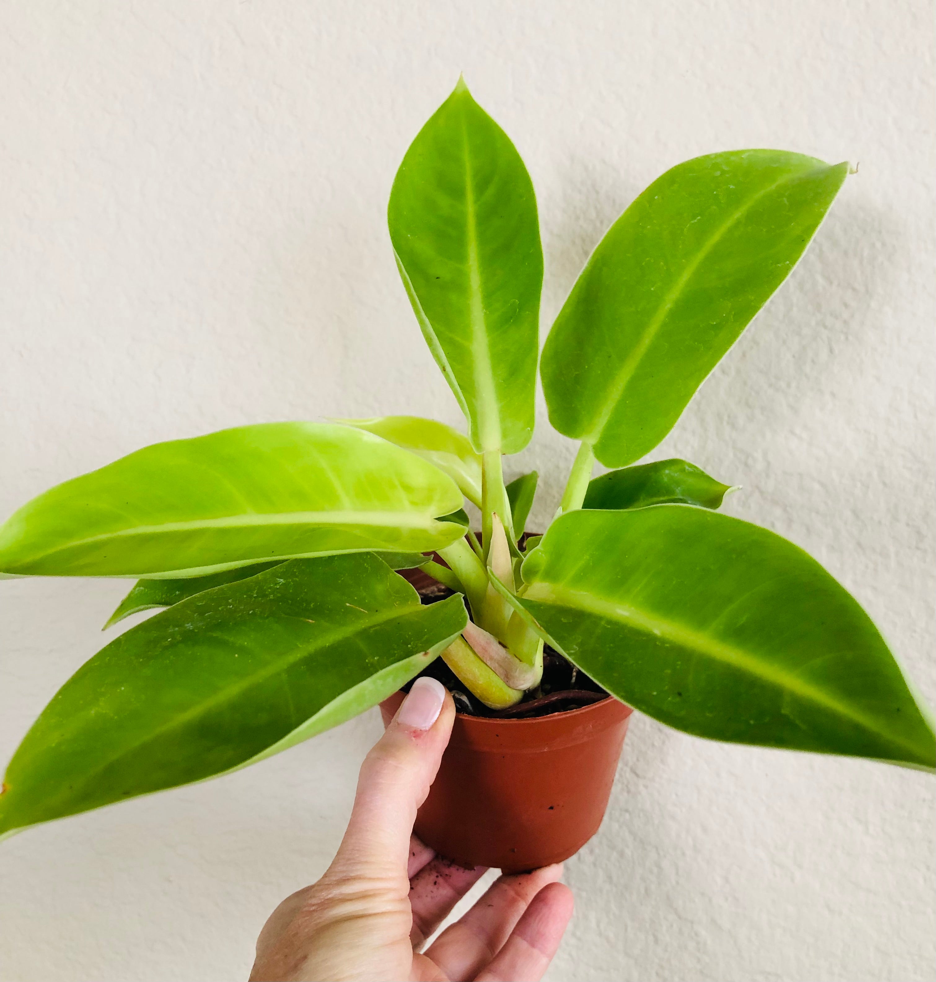 Philodendron 'Moonlight'