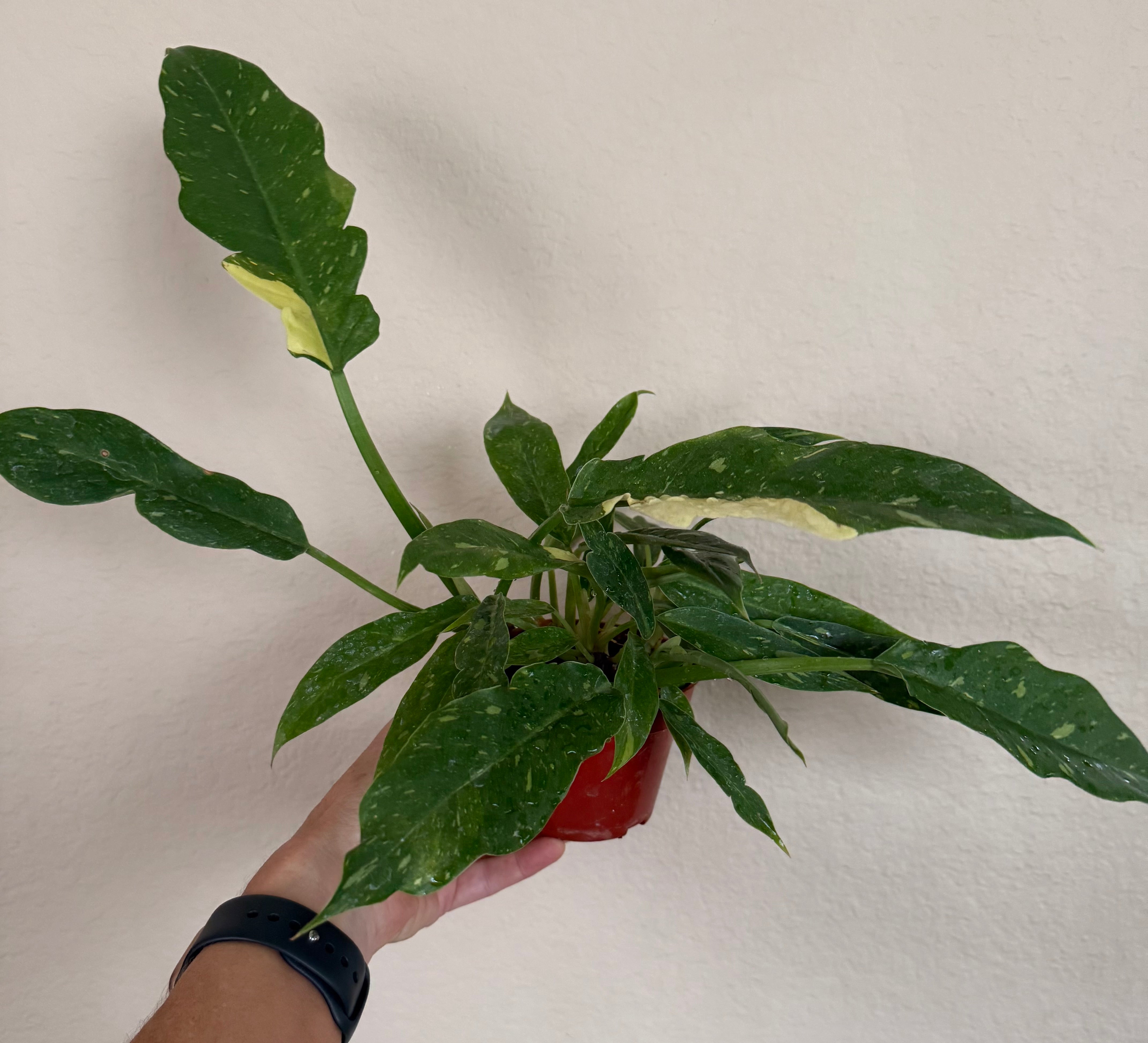 Philodendron 'Ring of Fire'