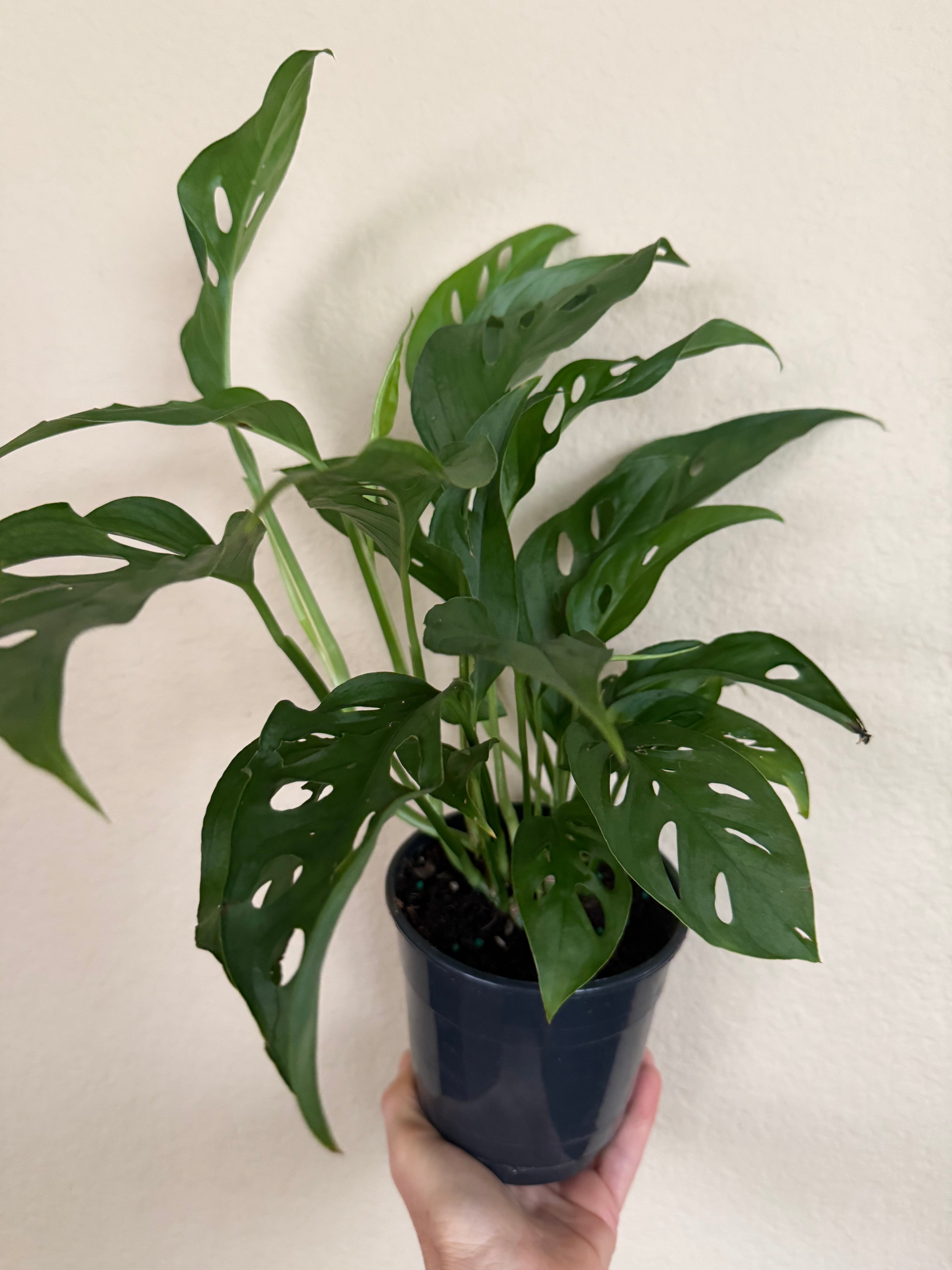 Monstera Adansonii 'Swiss Cheese'