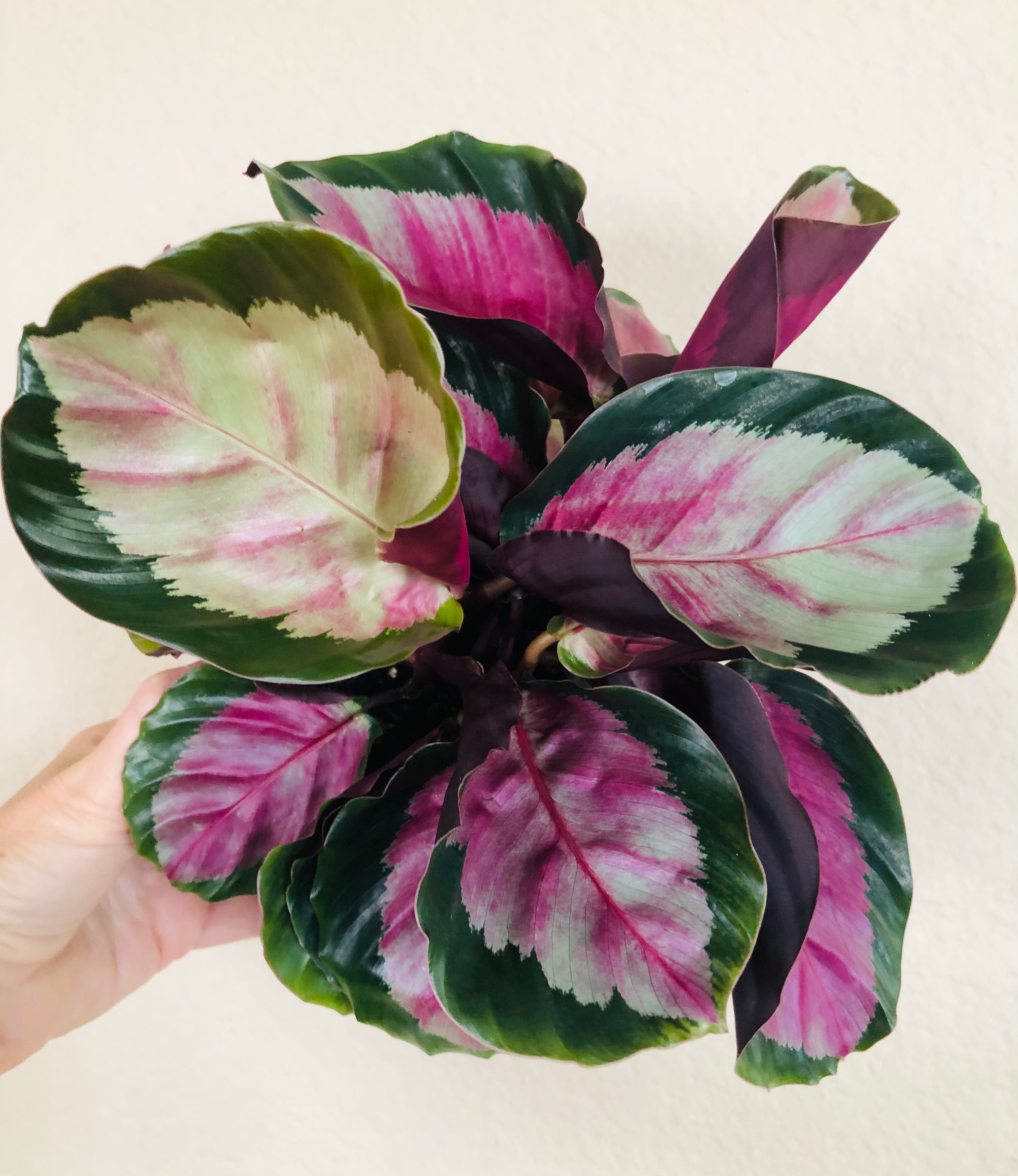 Calathea Roseopicta 'Rosy'