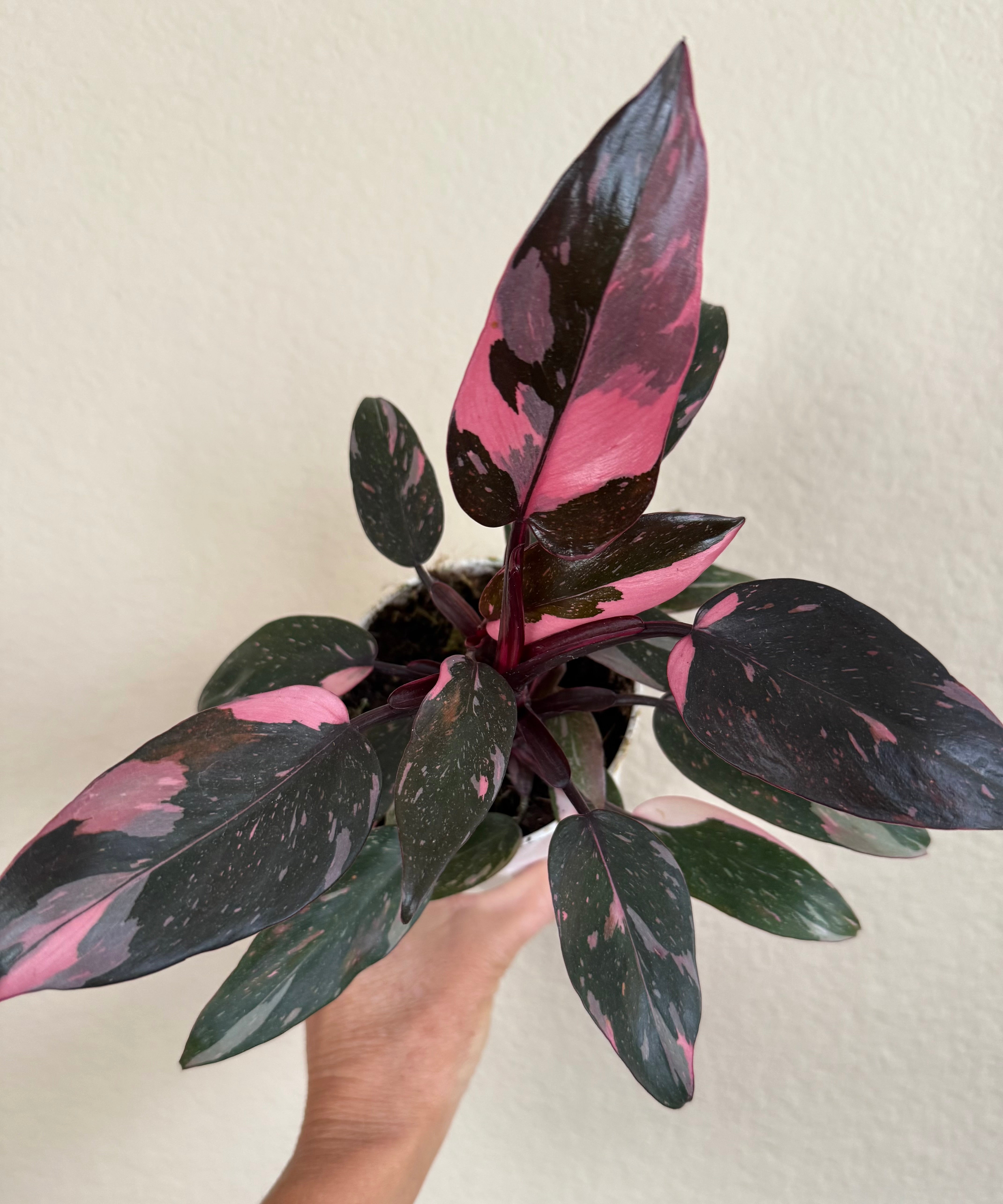Philodendron 'Pink Princess'