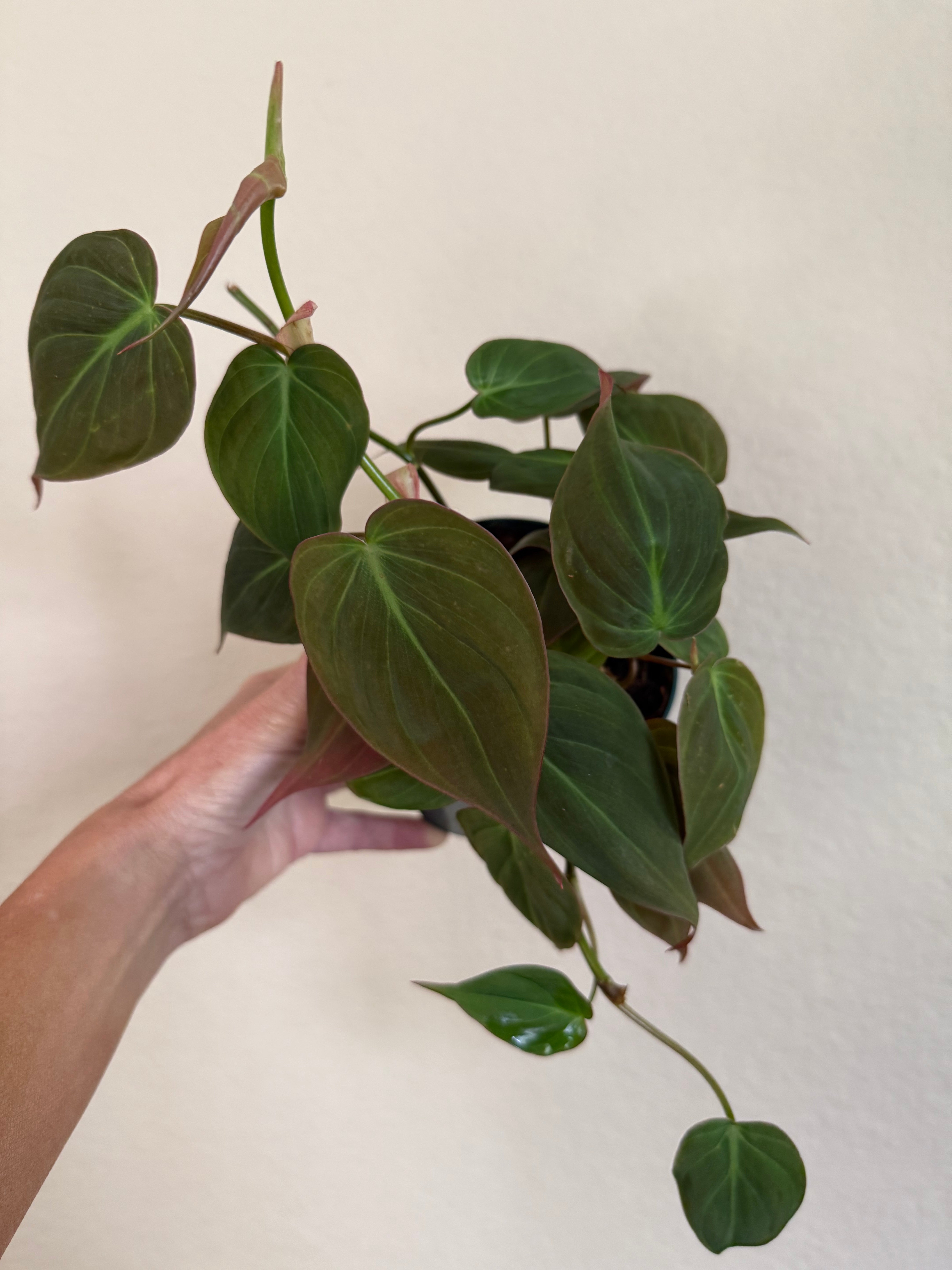 Philodendron 'Micans'