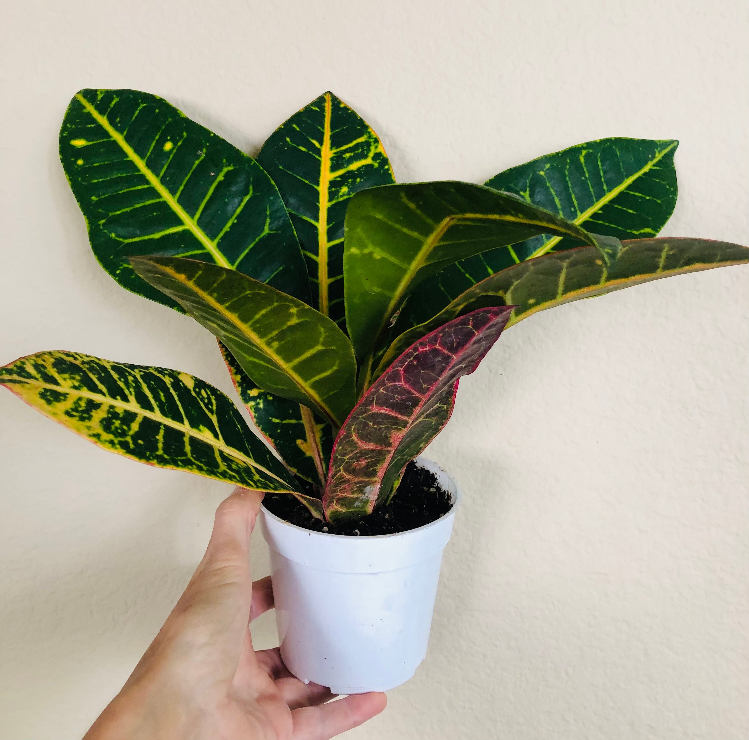 Croton Petra