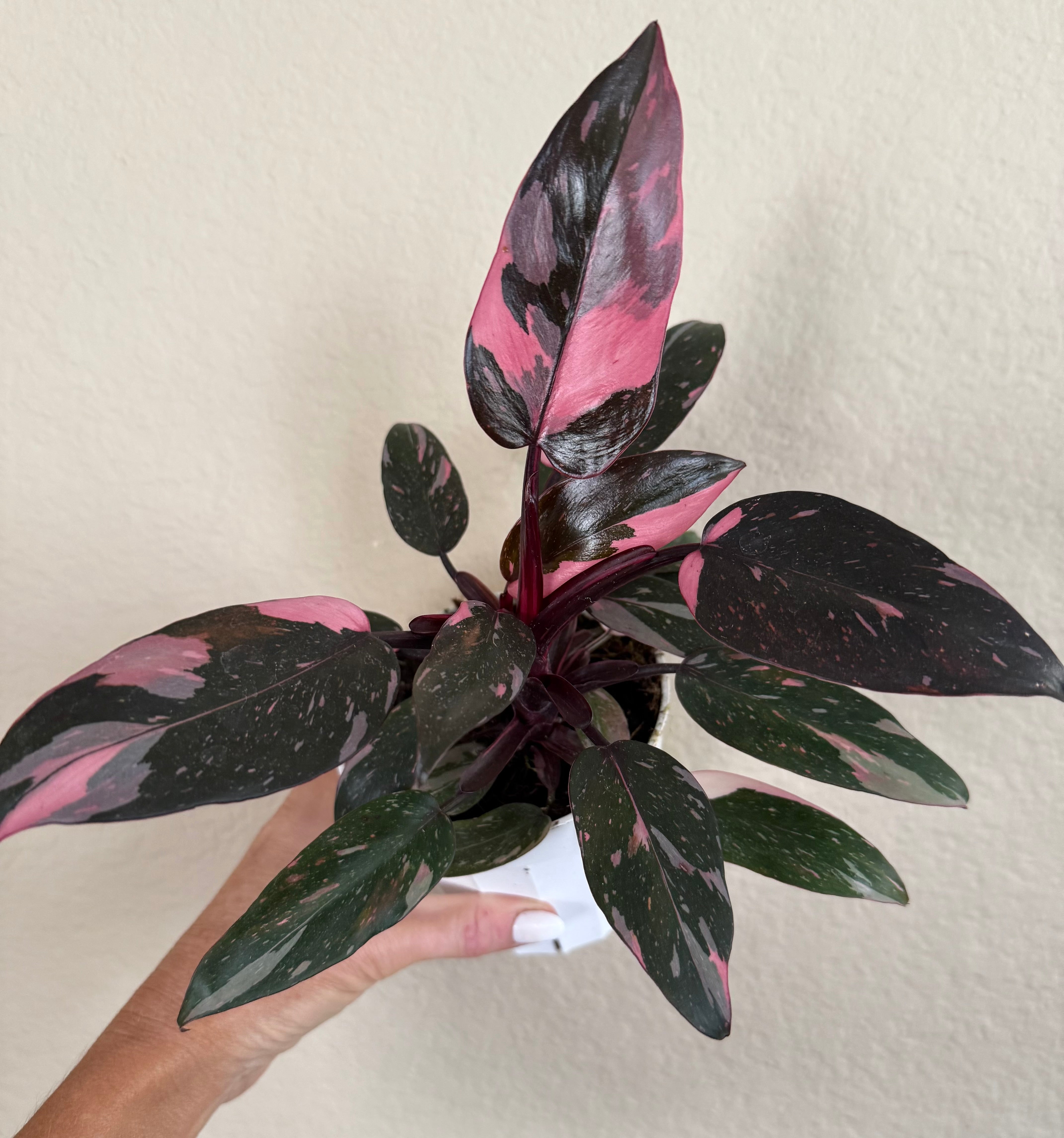 Philodendron 'Pink Princess'